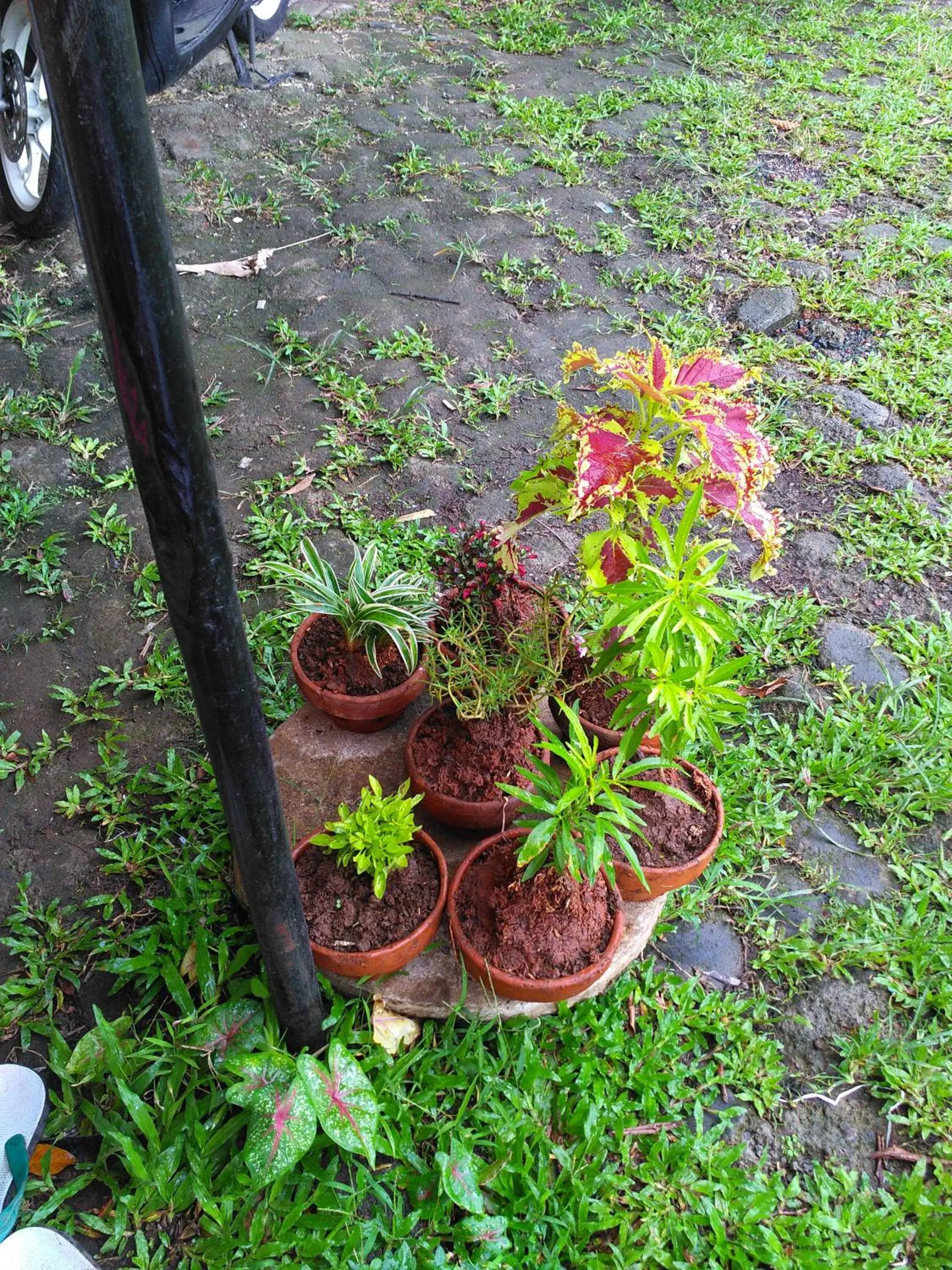 Griya Palayu Griya Palayu