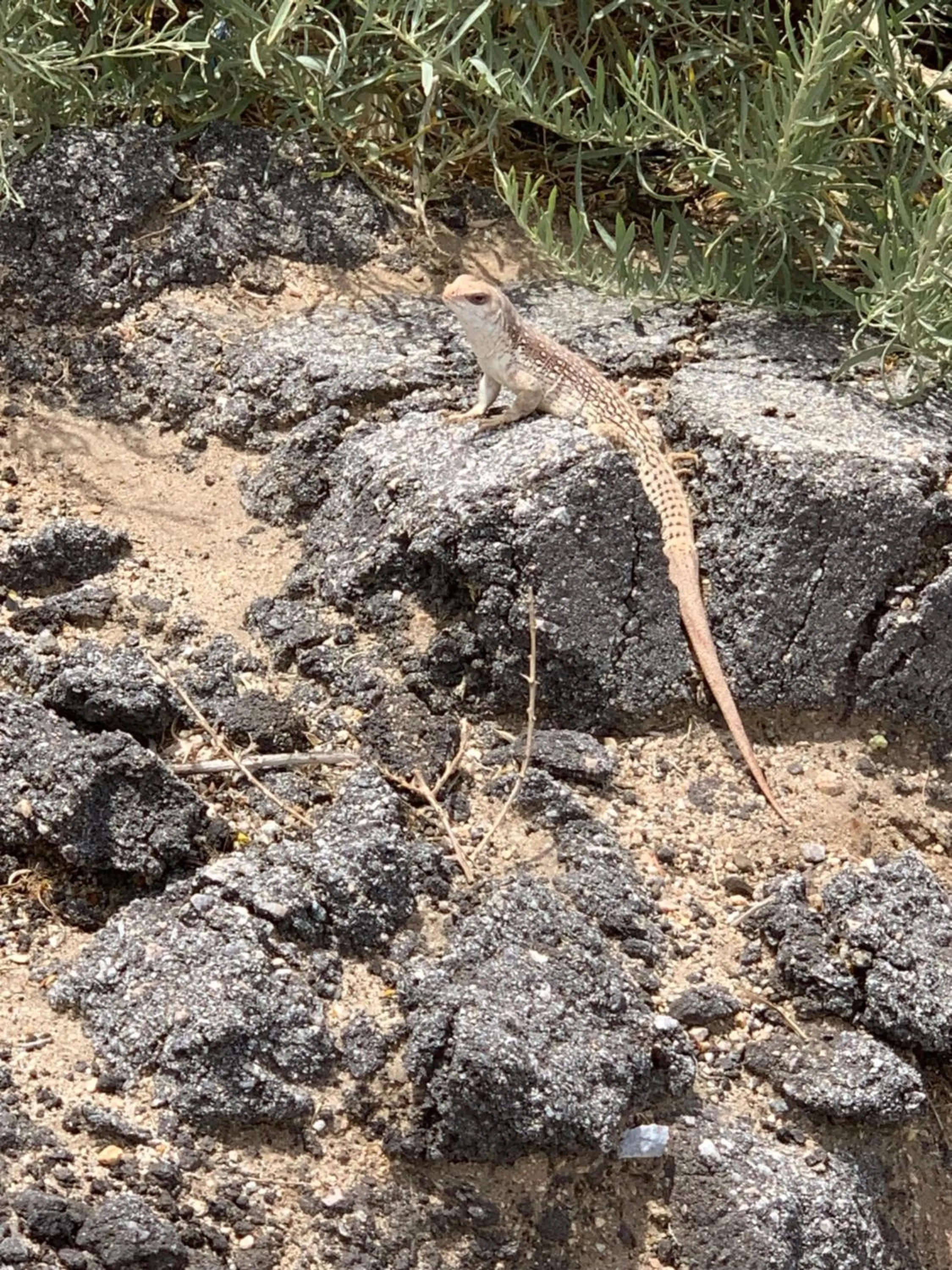 Animals in Center Street Villas