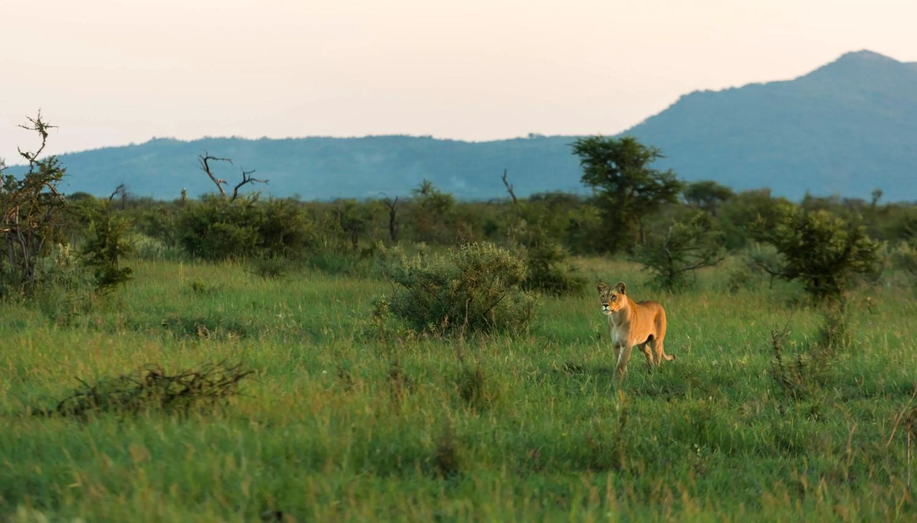 Animals in Impodimo Game Lodge