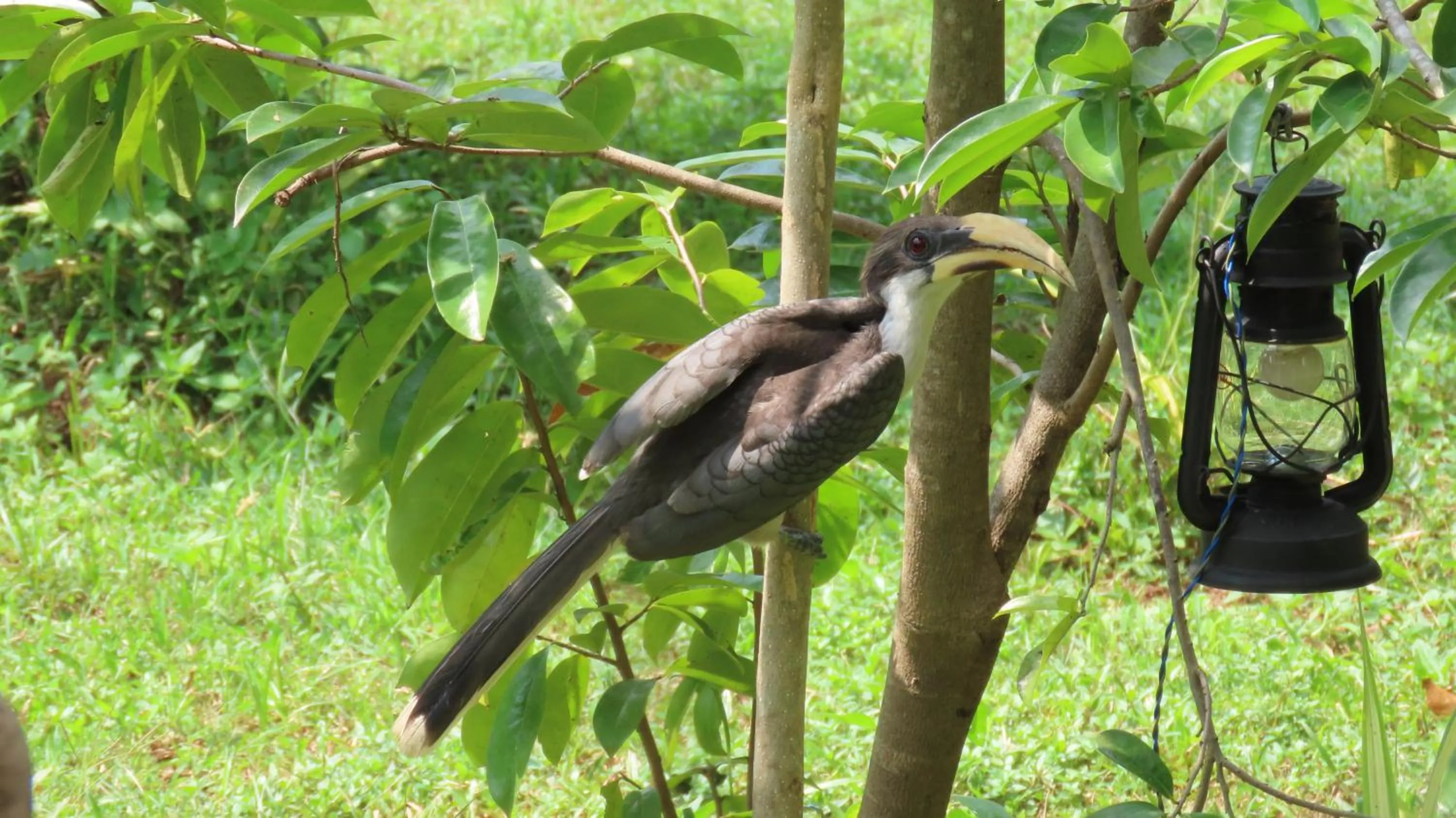 Garden in Into The Wild Sigiriya