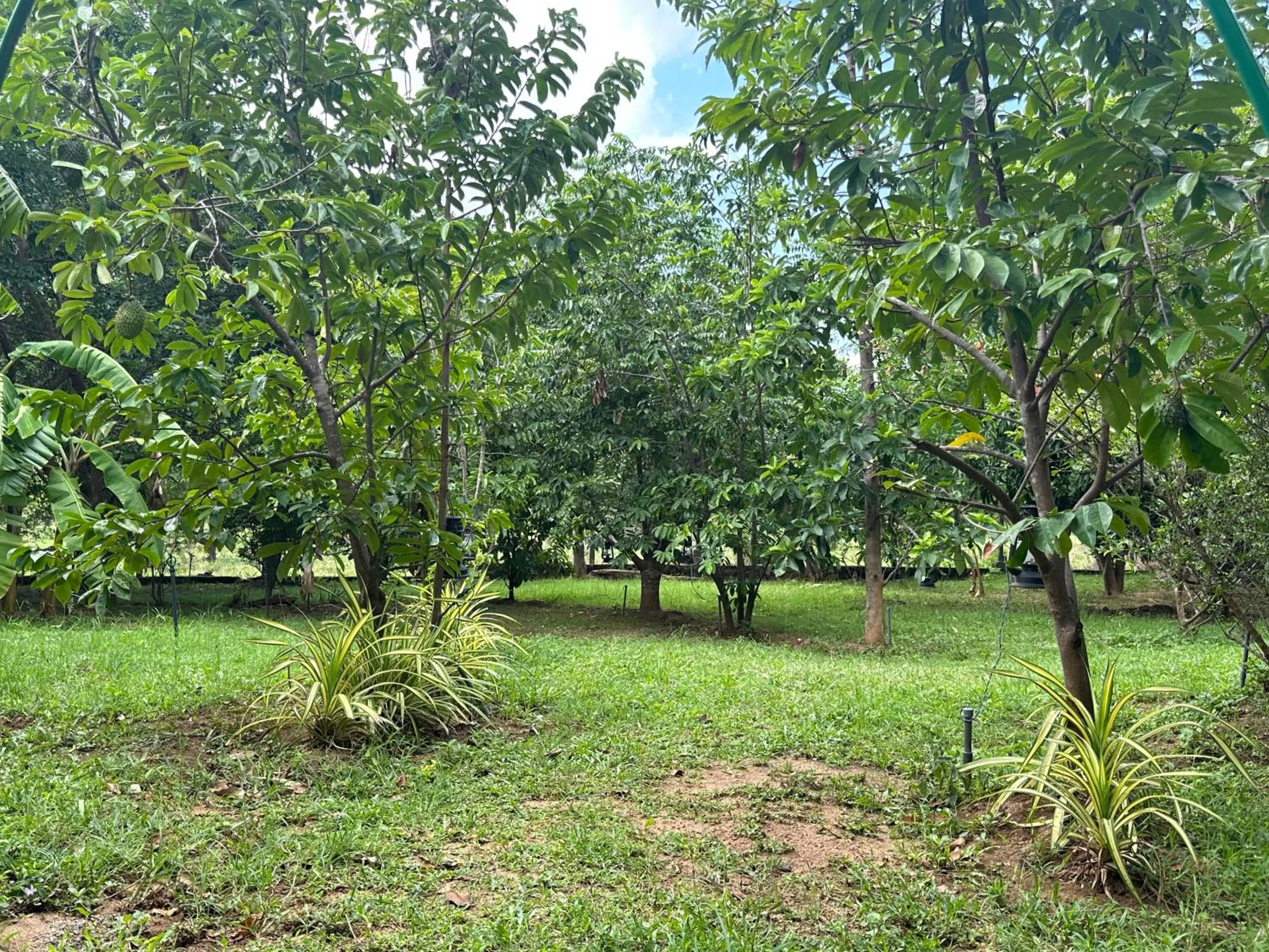 Garden in Into The Wild Sigiriya
