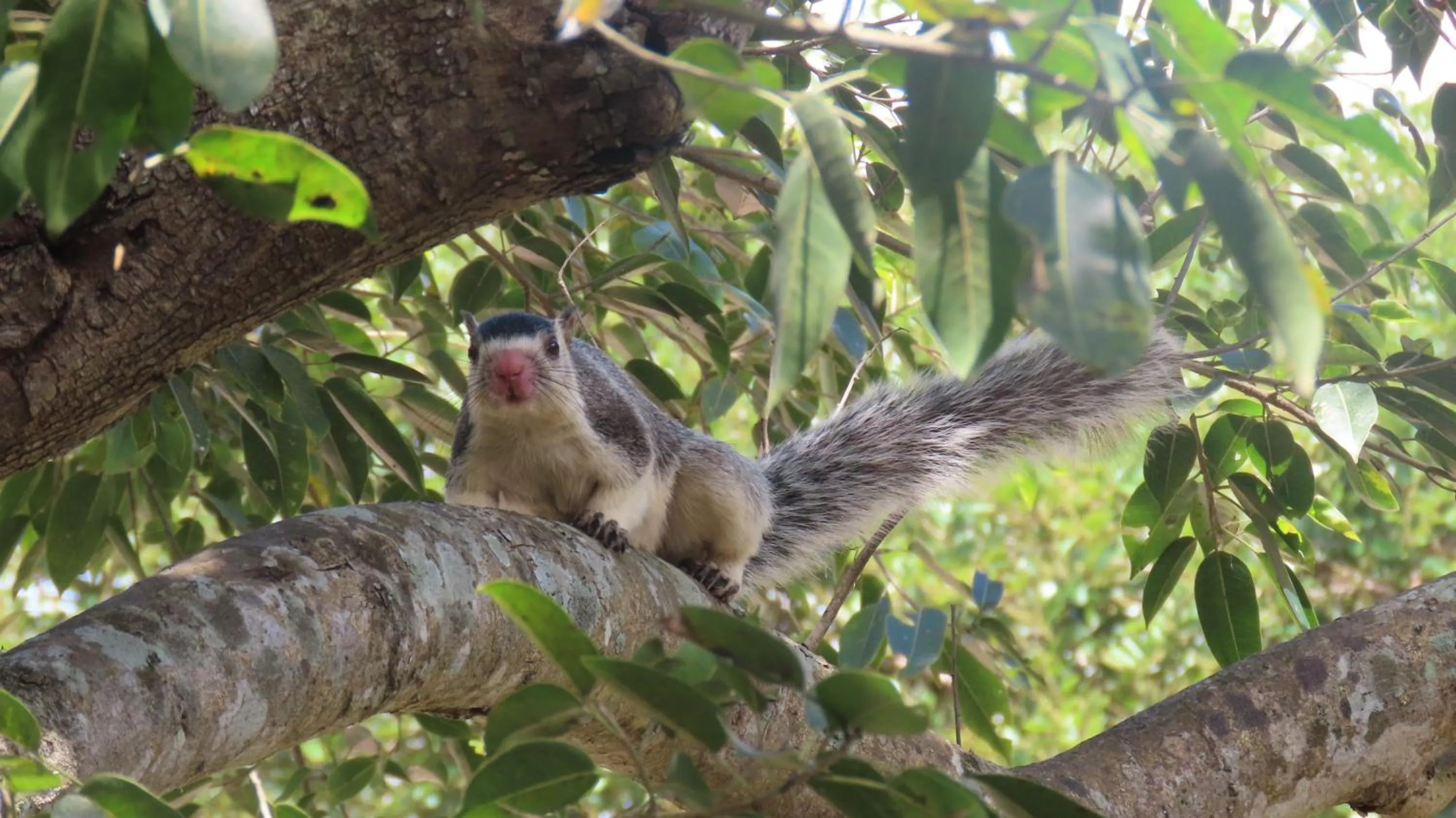 Animals in Into The Wild Sigiriya