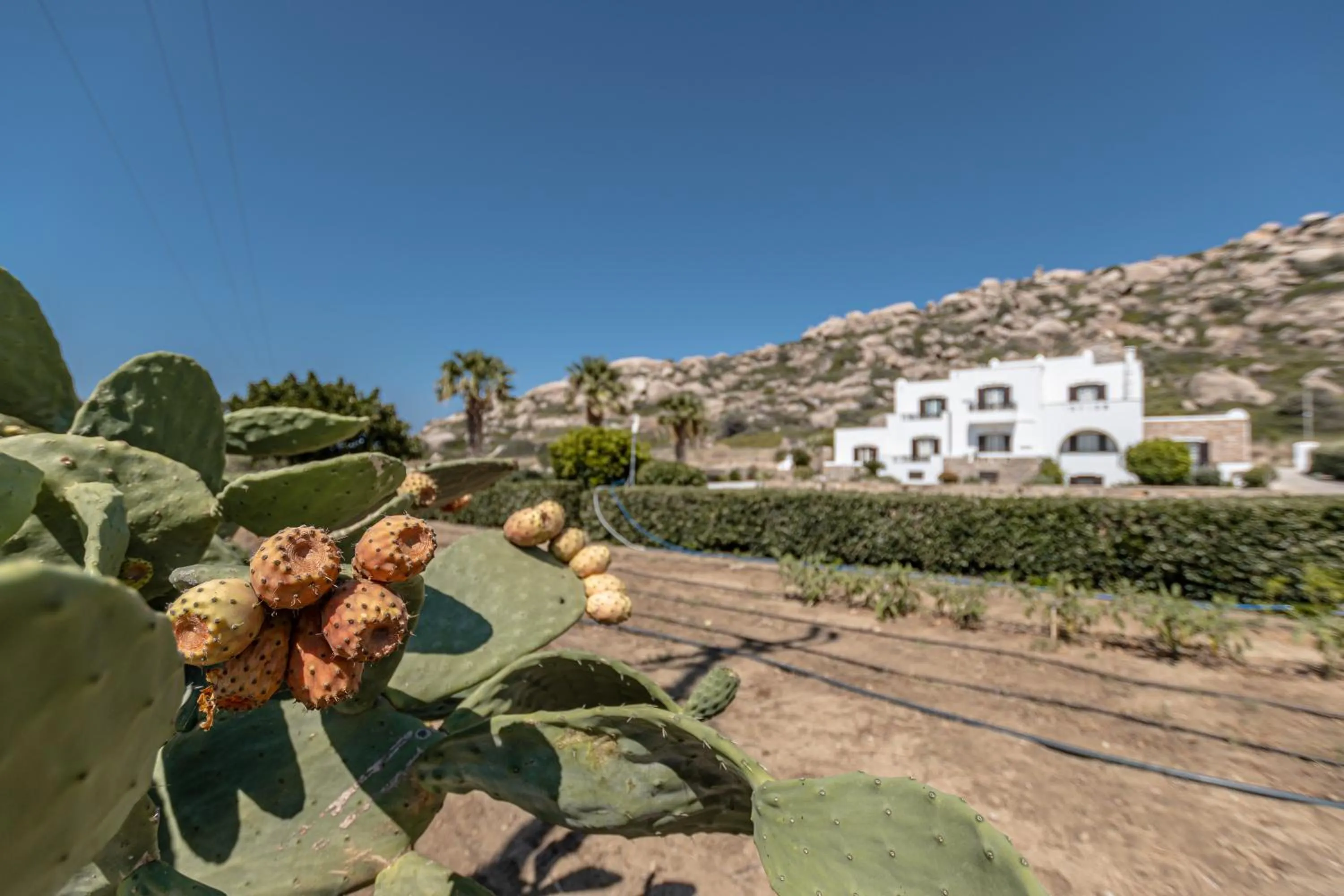 Natural landscape in Zefyros Studios