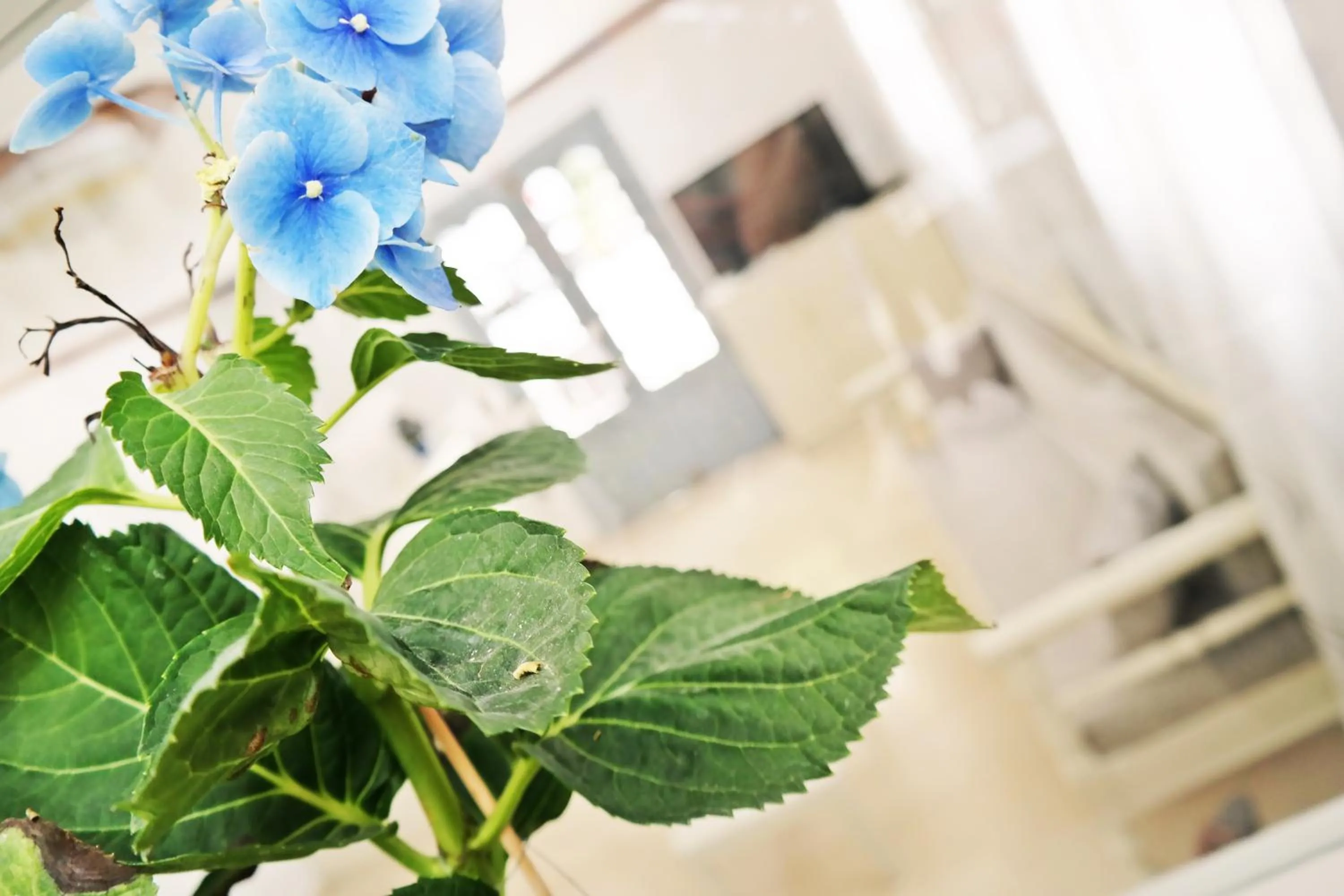 Decorative detail in Golden Beach Studios Down Town