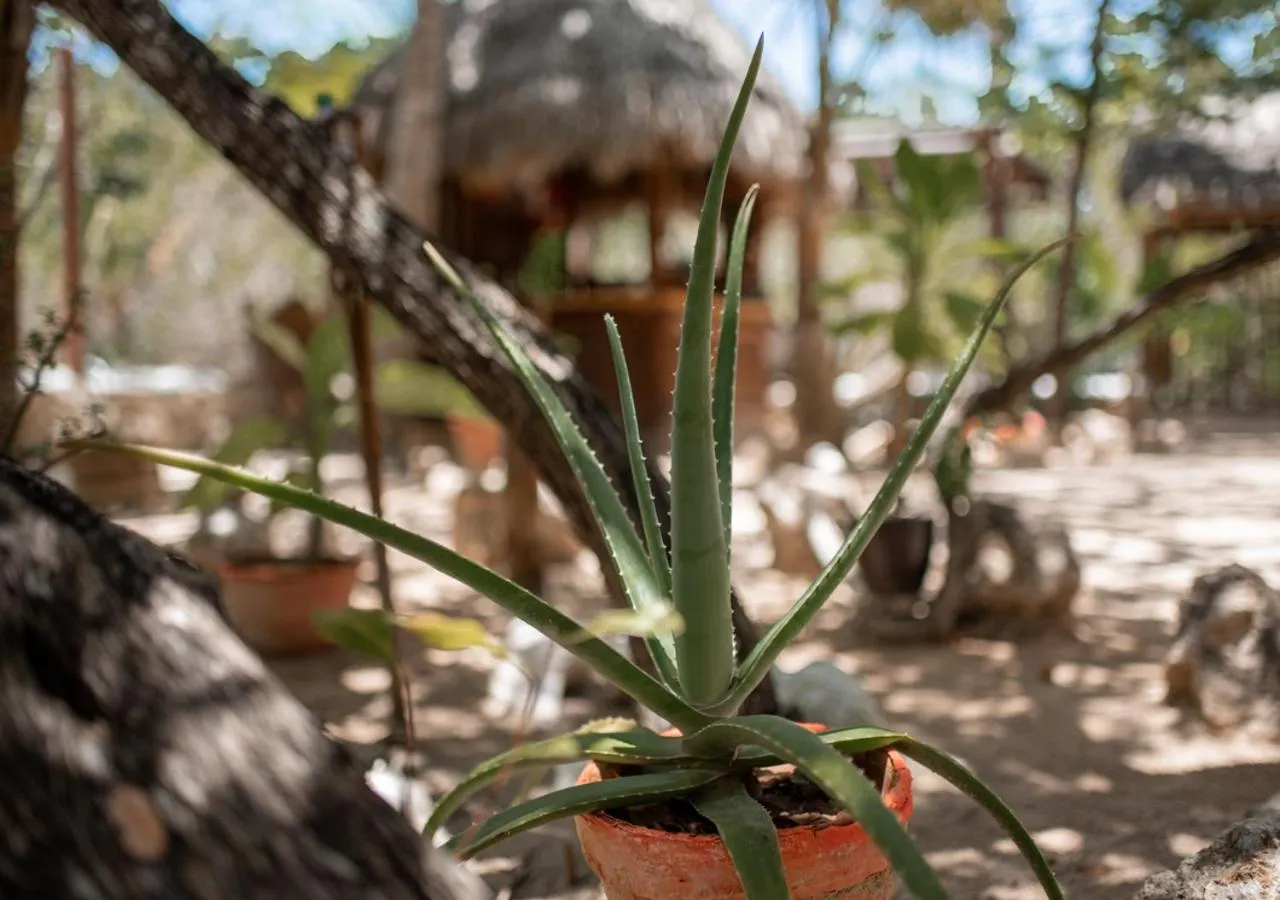 Decorative detail in Villa Los Mangles Boutique Hotel
