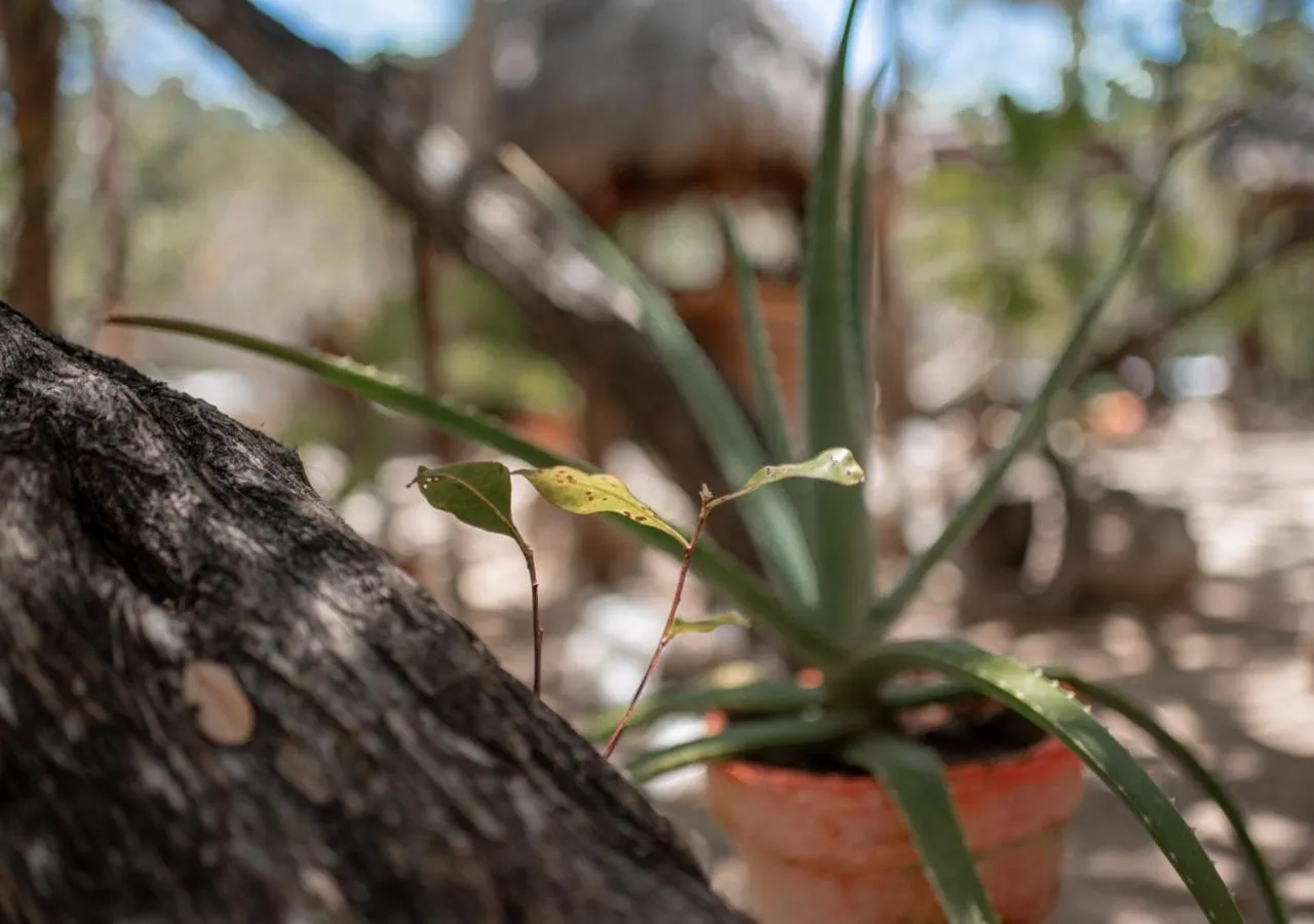 Decorative detail in Villa Los Mangles Boutique Hotel