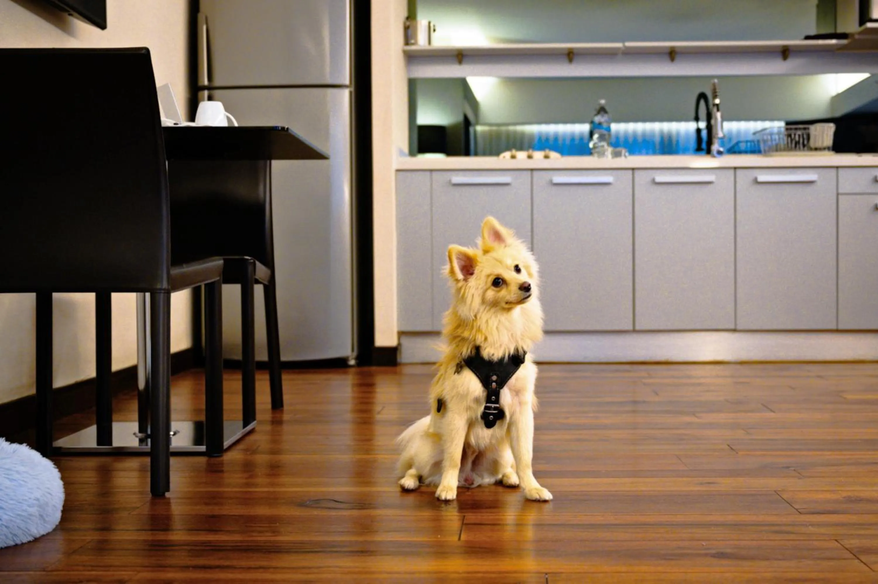 pet friendly in Las Suites Campos Eliseos