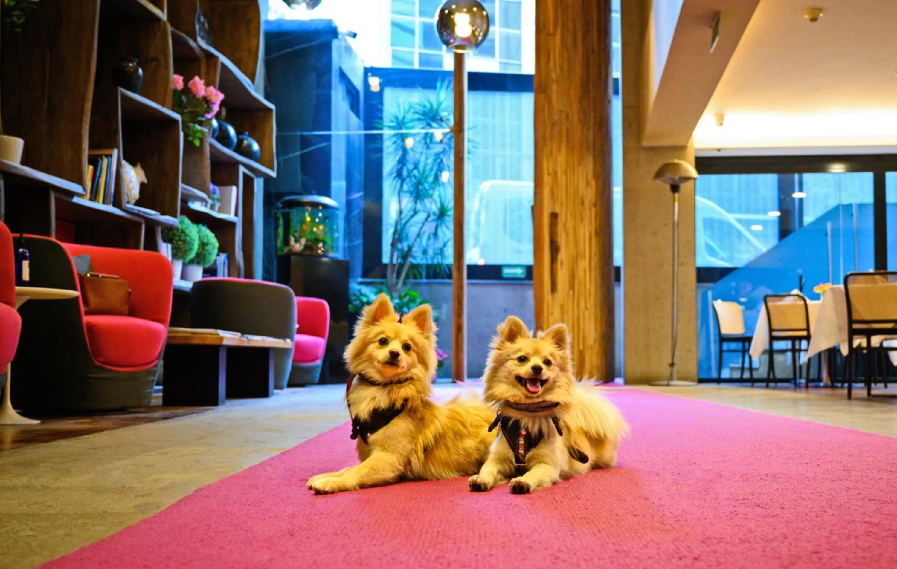 pet friendly in Las Suites Campos Eliseos