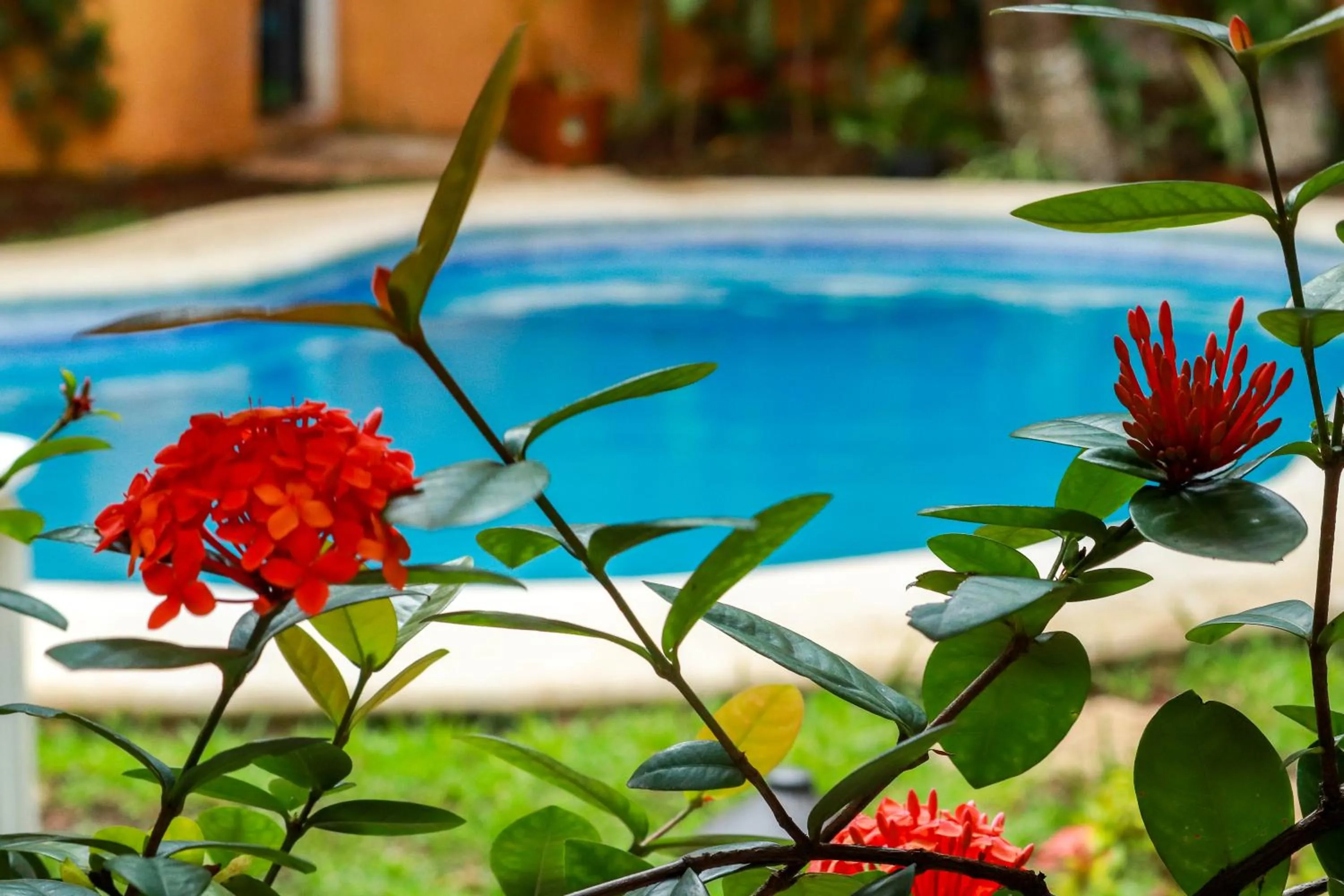 Garden in Hotel Bosque Caribe, 5th Av. zone