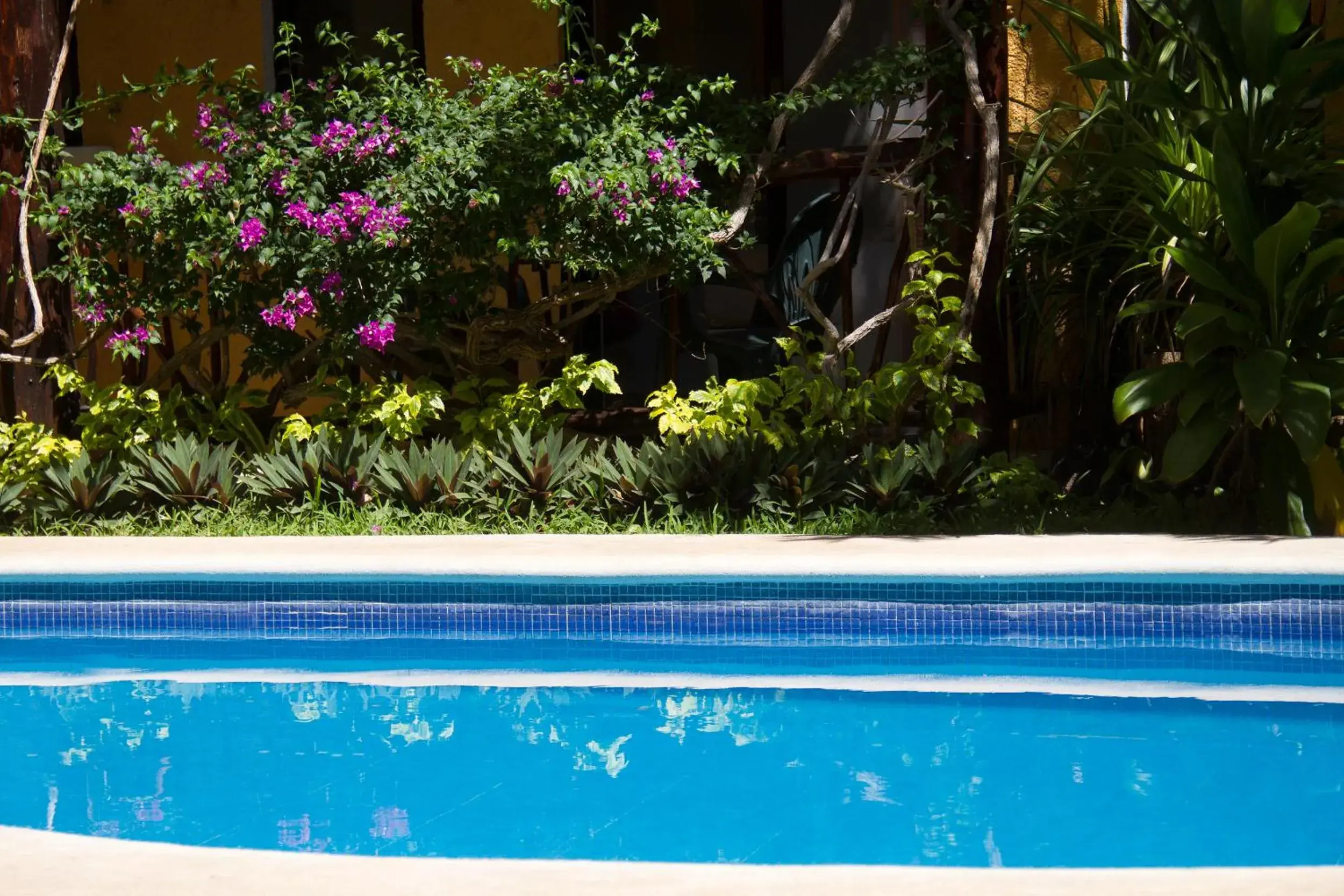 Swimming pool in Hotel Bosque Caribe, 5th Av. zone Swimming pool in Hotel Bosque Caribe, 5th Av. zone