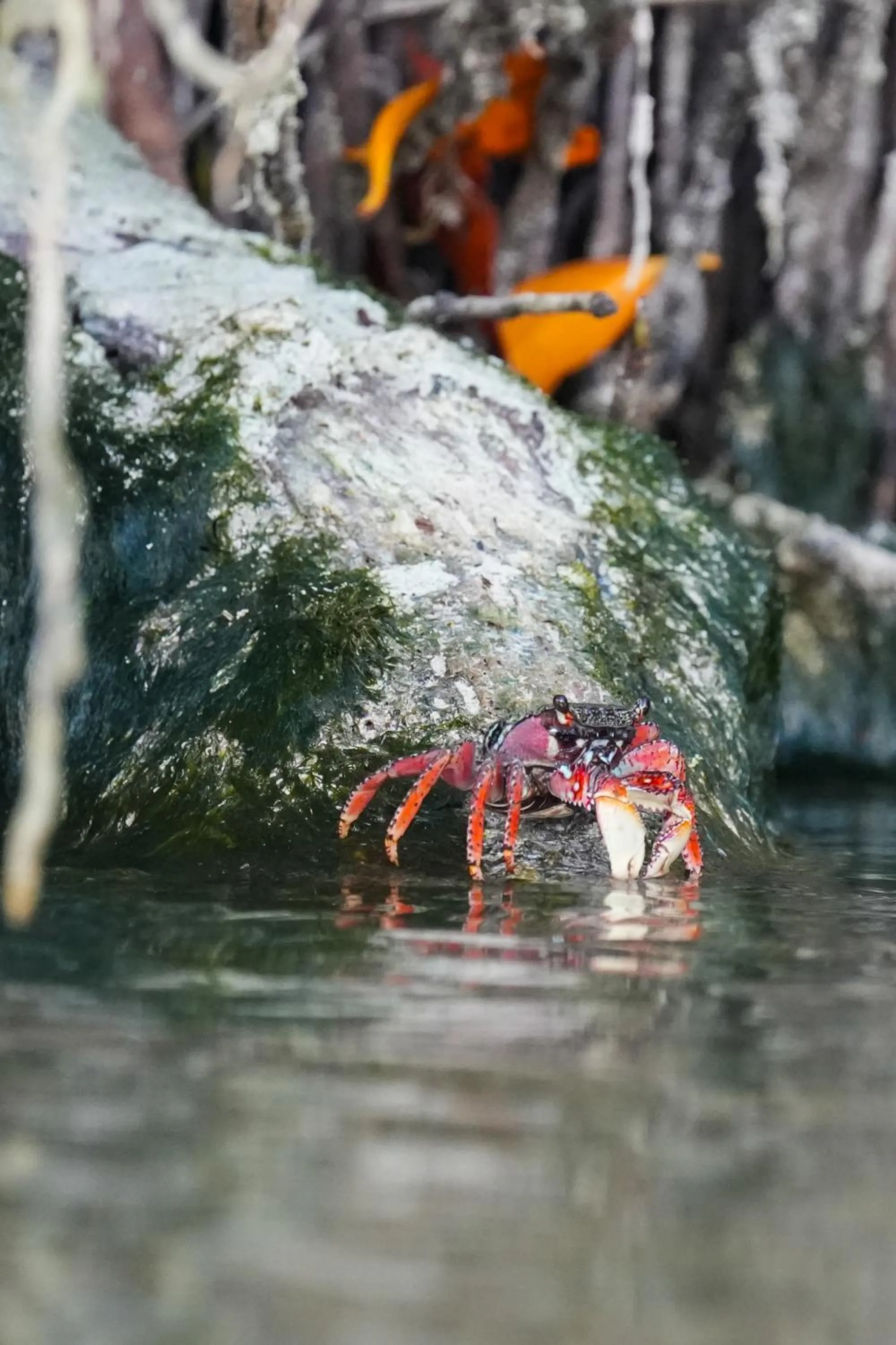 Day in Casa Las Tortugas Petit Beach Hotel & Spa