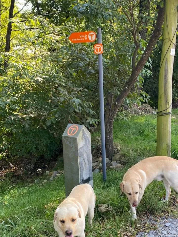 Pets in Hanul Conitei