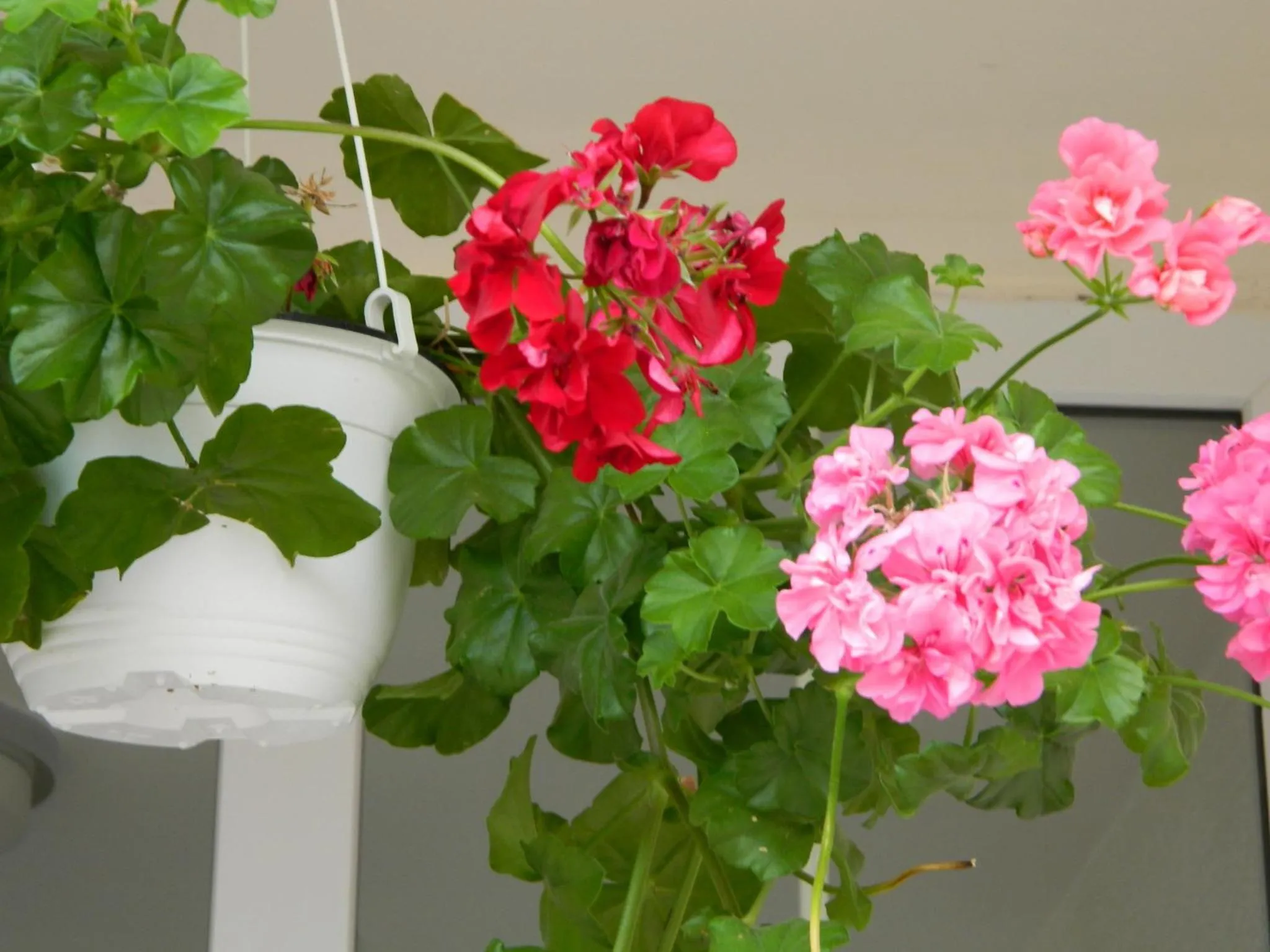 Balcony/Terrace in Hotel Tranzzit