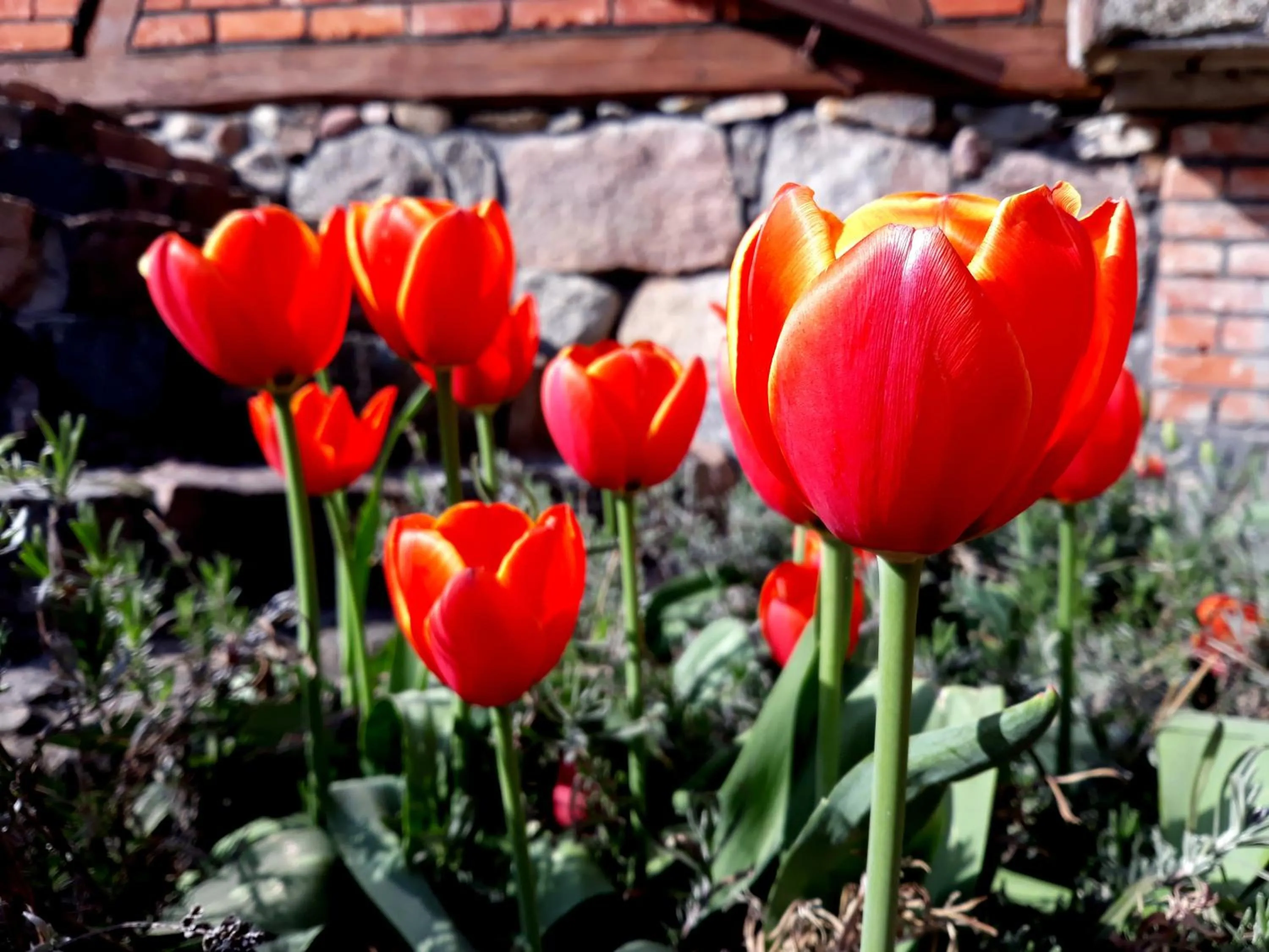 Spring in Targowski Dwór Mazury
