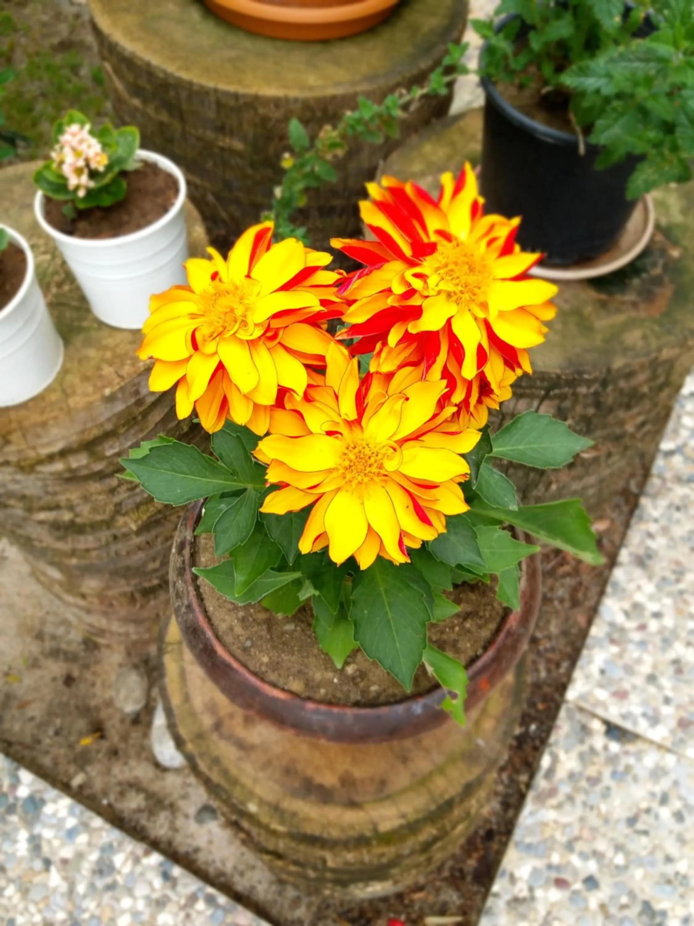 Garden in Kilim Hotel