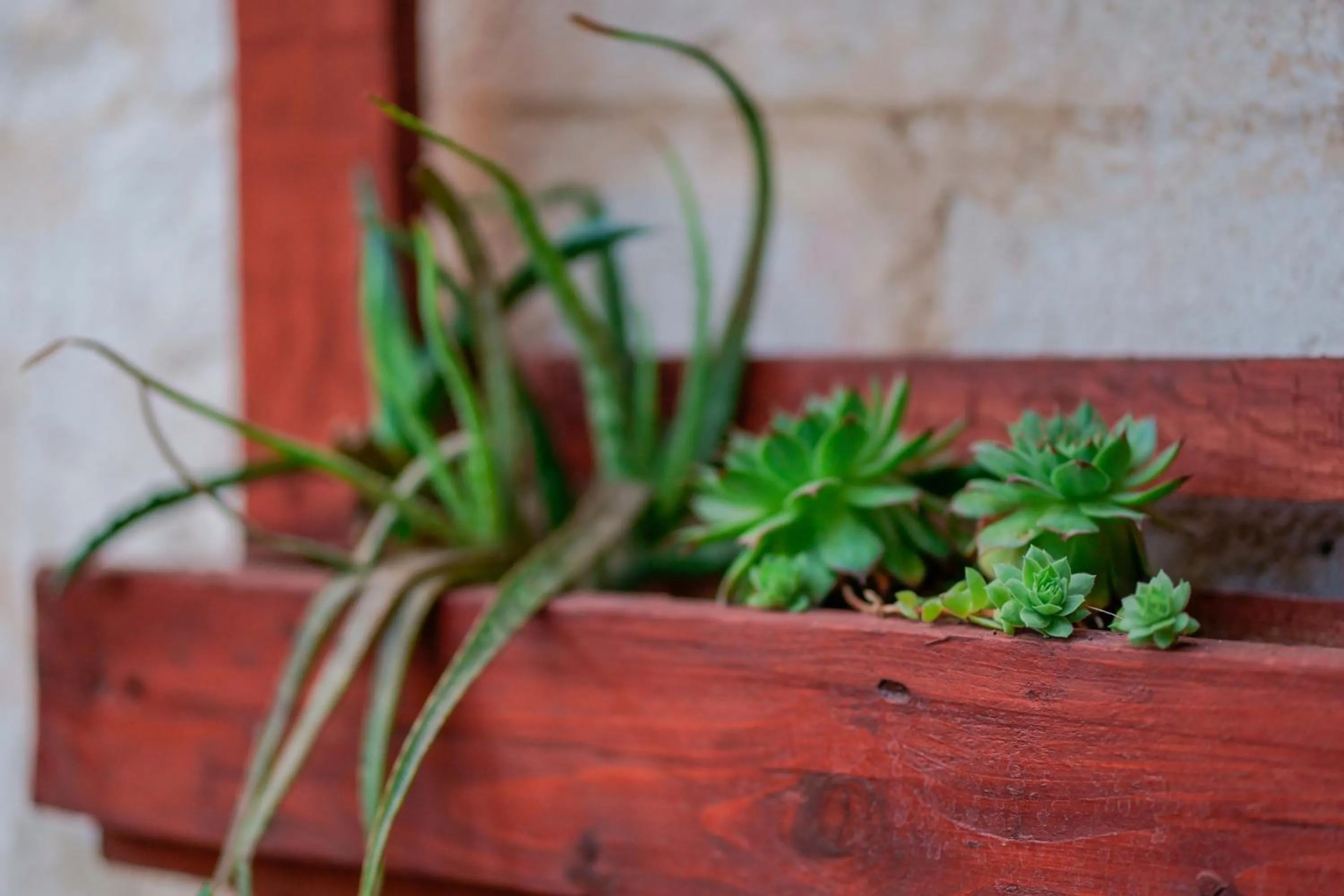 Garden in Antico Frantoio Cairoli B&B Exclusive Room