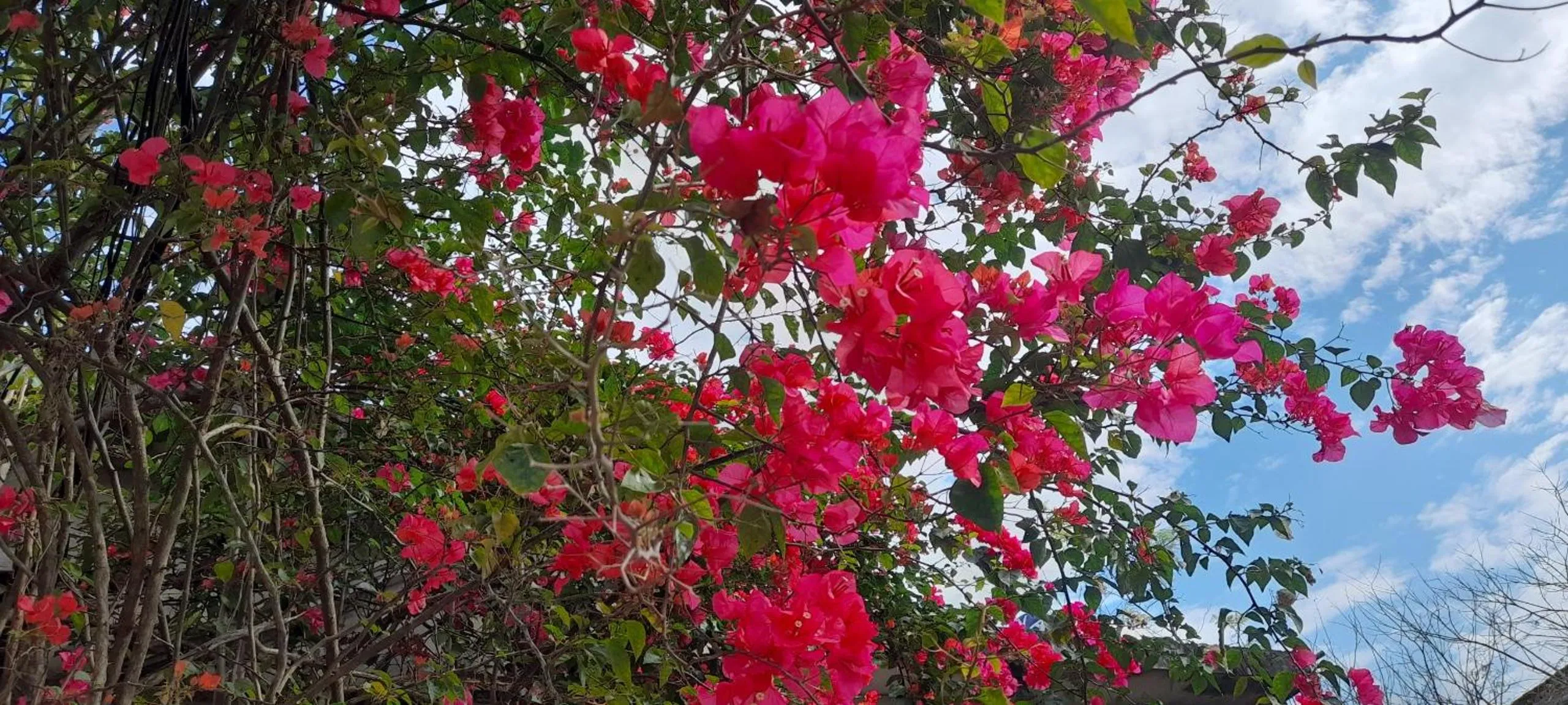 Garden in Carambola Bungalow
