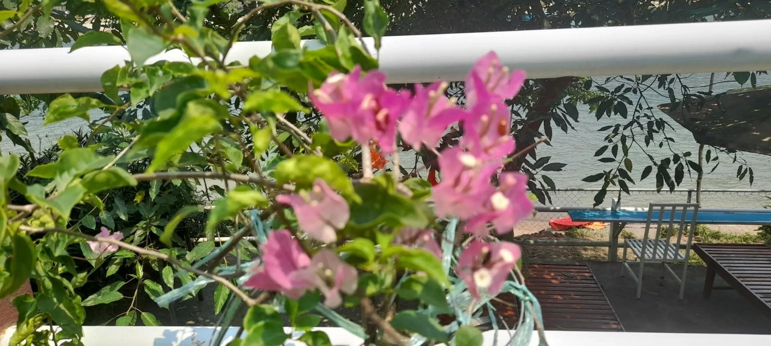 Balcony/Terrace in Carambola Bungalow
