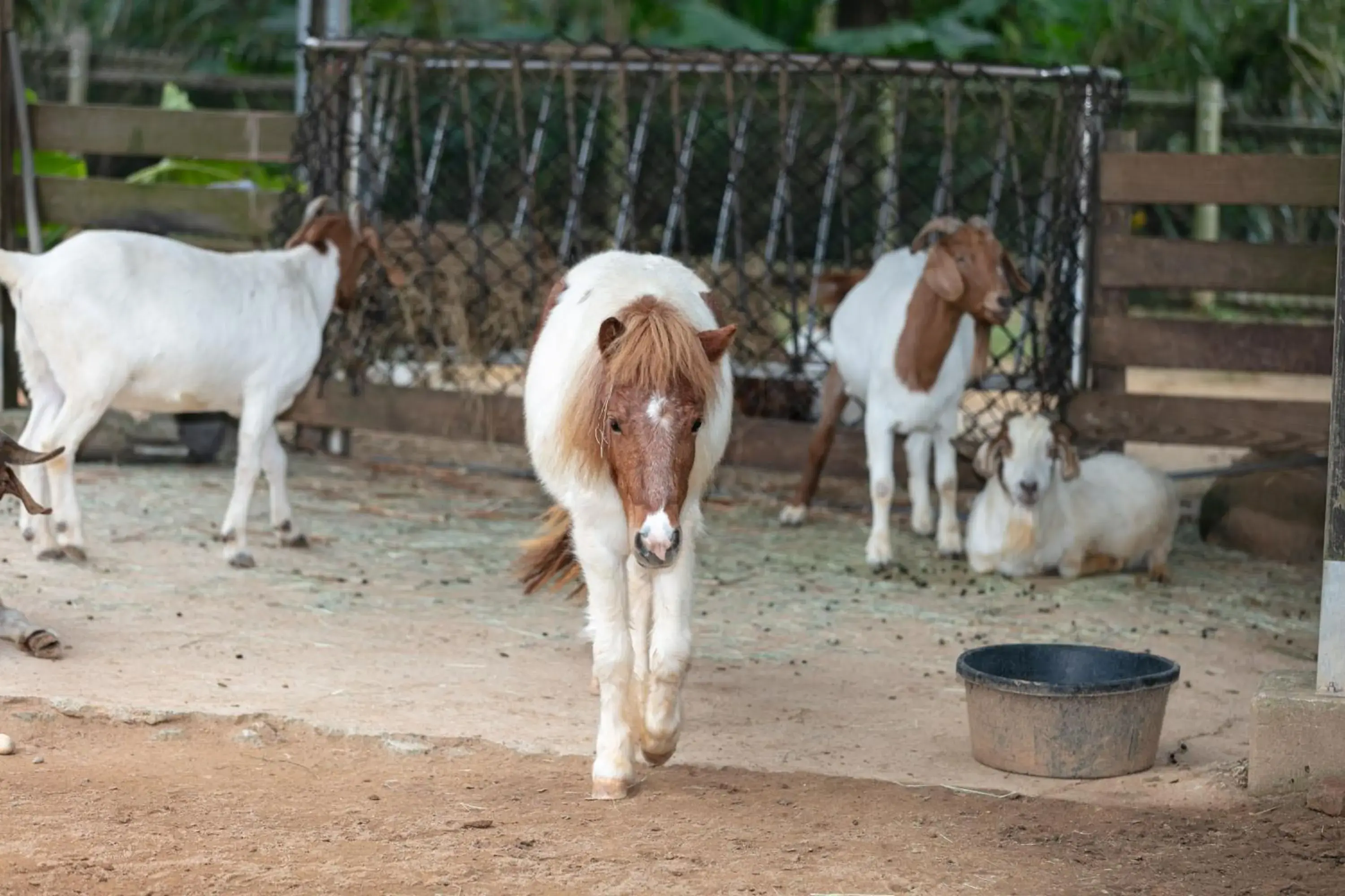 Garden view in Leofoo Resort Guanshi Garden view in Leofoo Resort Guanshi