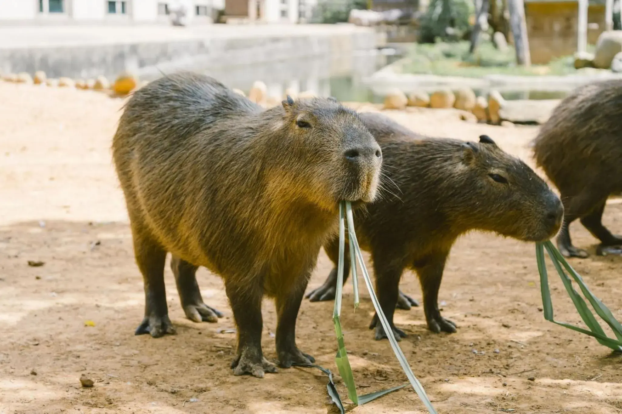 Garden view in Leofoo Resort Guanshi Garden view in Leofoo Resort Guanshi