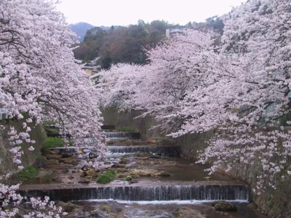 Spring in Kadonobo Ryokan