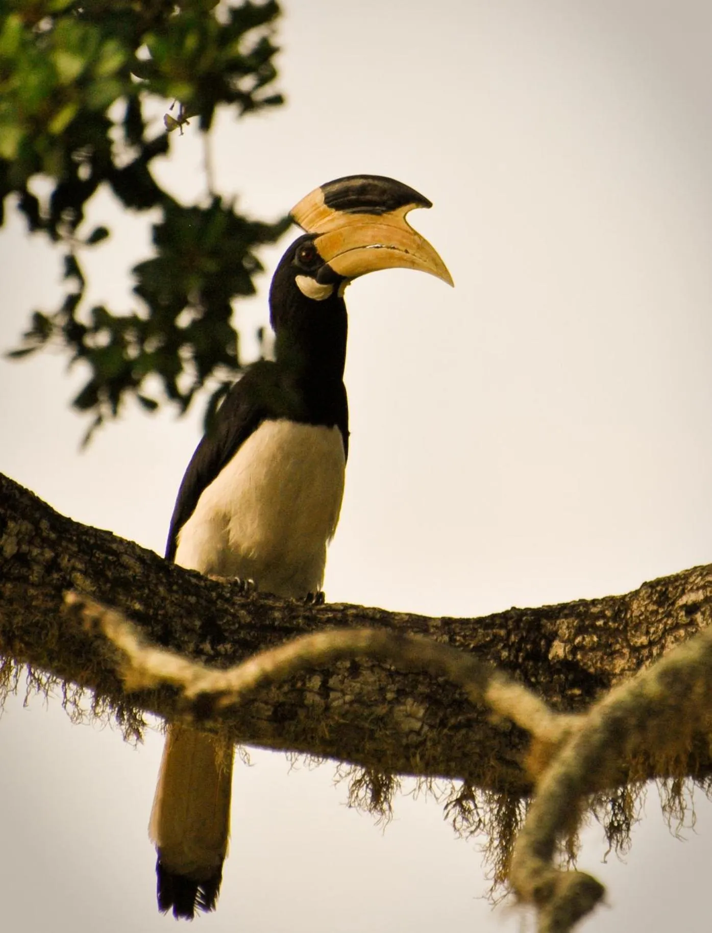 Animals in Flameback Eco Lodge