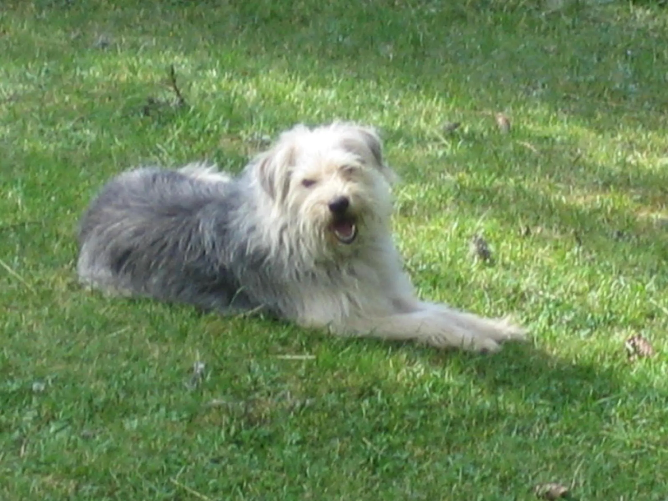 Pets in B&B Al Calicanto