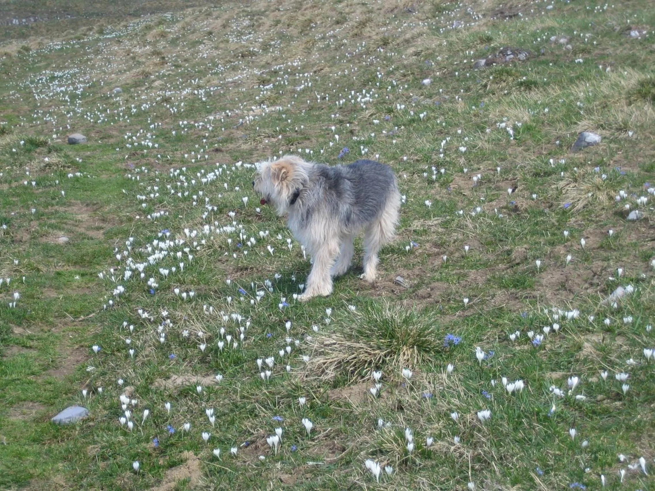 Pets in B&B Al Calicanto