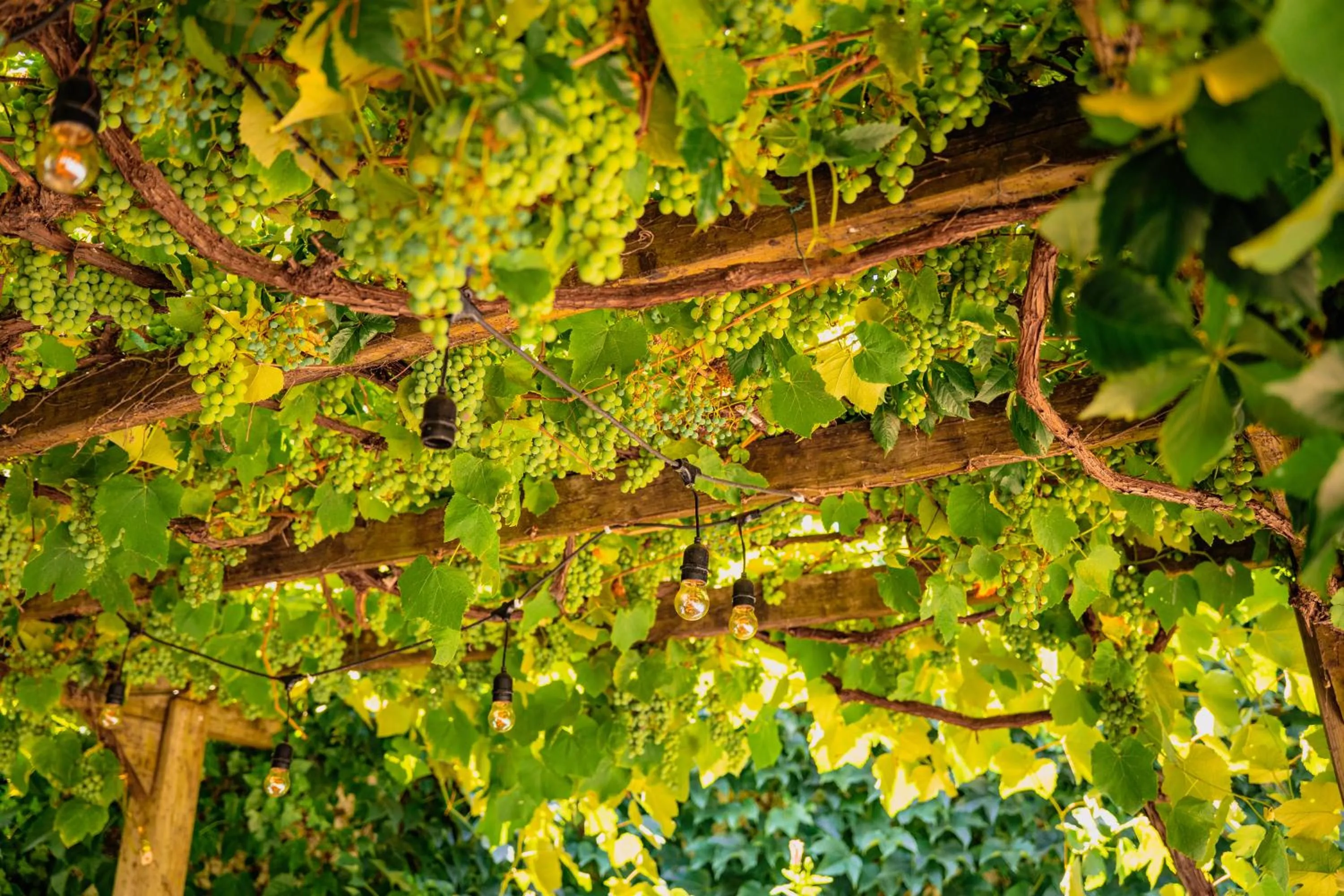 Spring in Casa do Patio by Shiadu