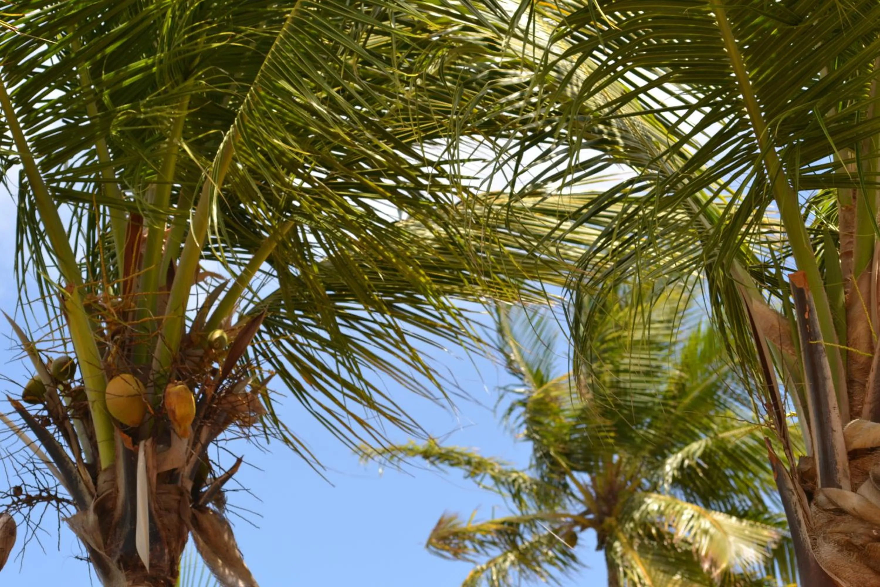 Garden in Lindbergh Bay Hotel