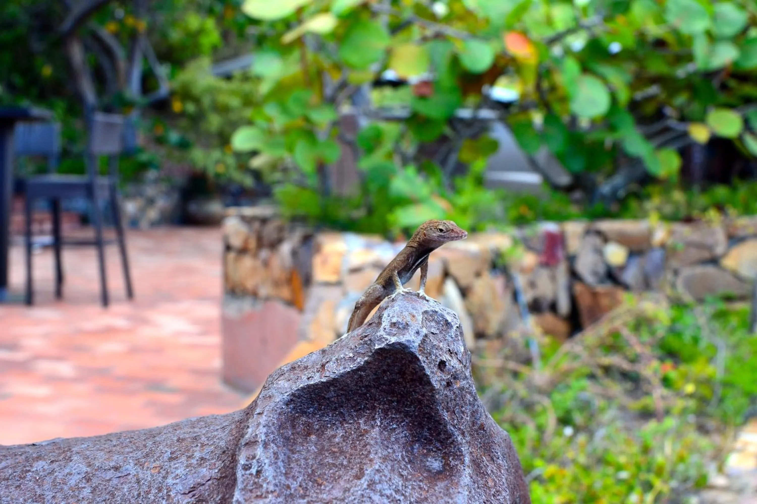 Animals in Lindbergh Bay Hotel
