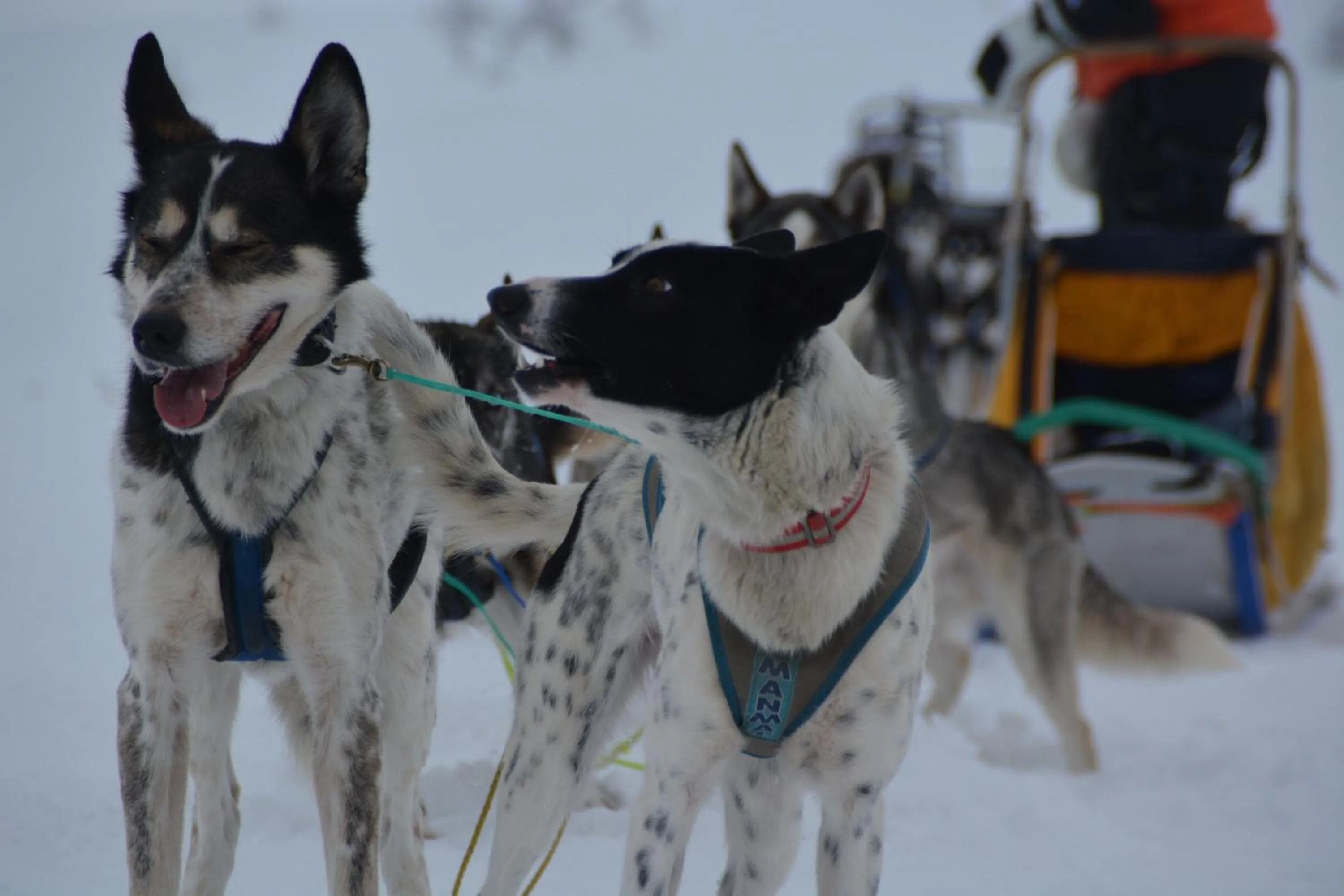 Activities in Spidsbergseter Resort Rondane