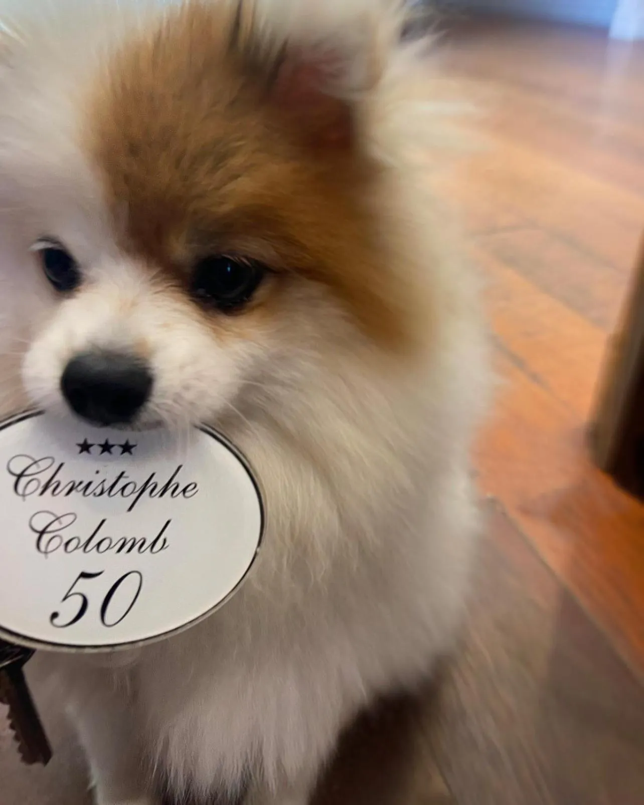 Animals in Hotel Restaurant Christophe Colomb