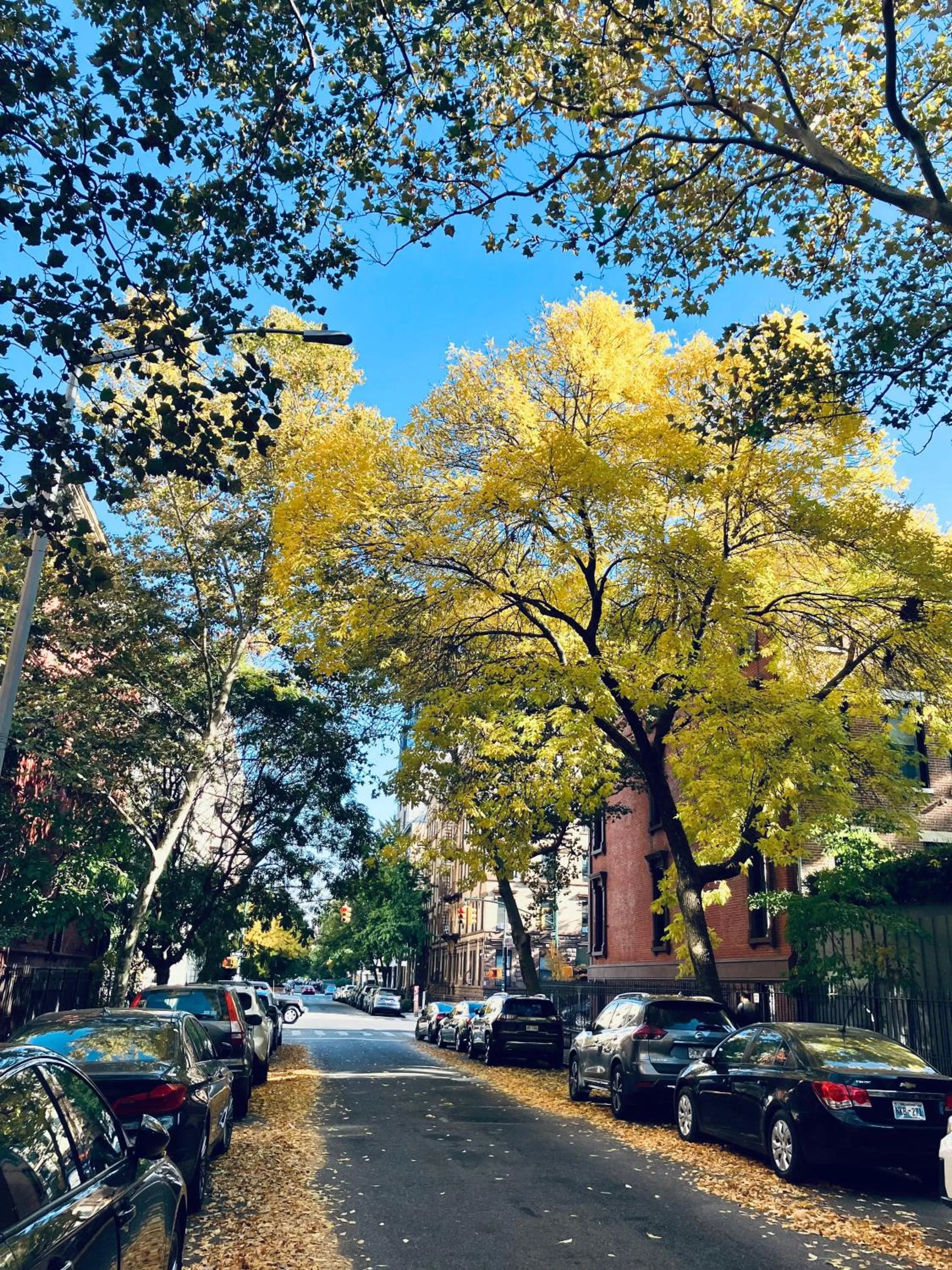 Neighbourhood in Harlem Grand