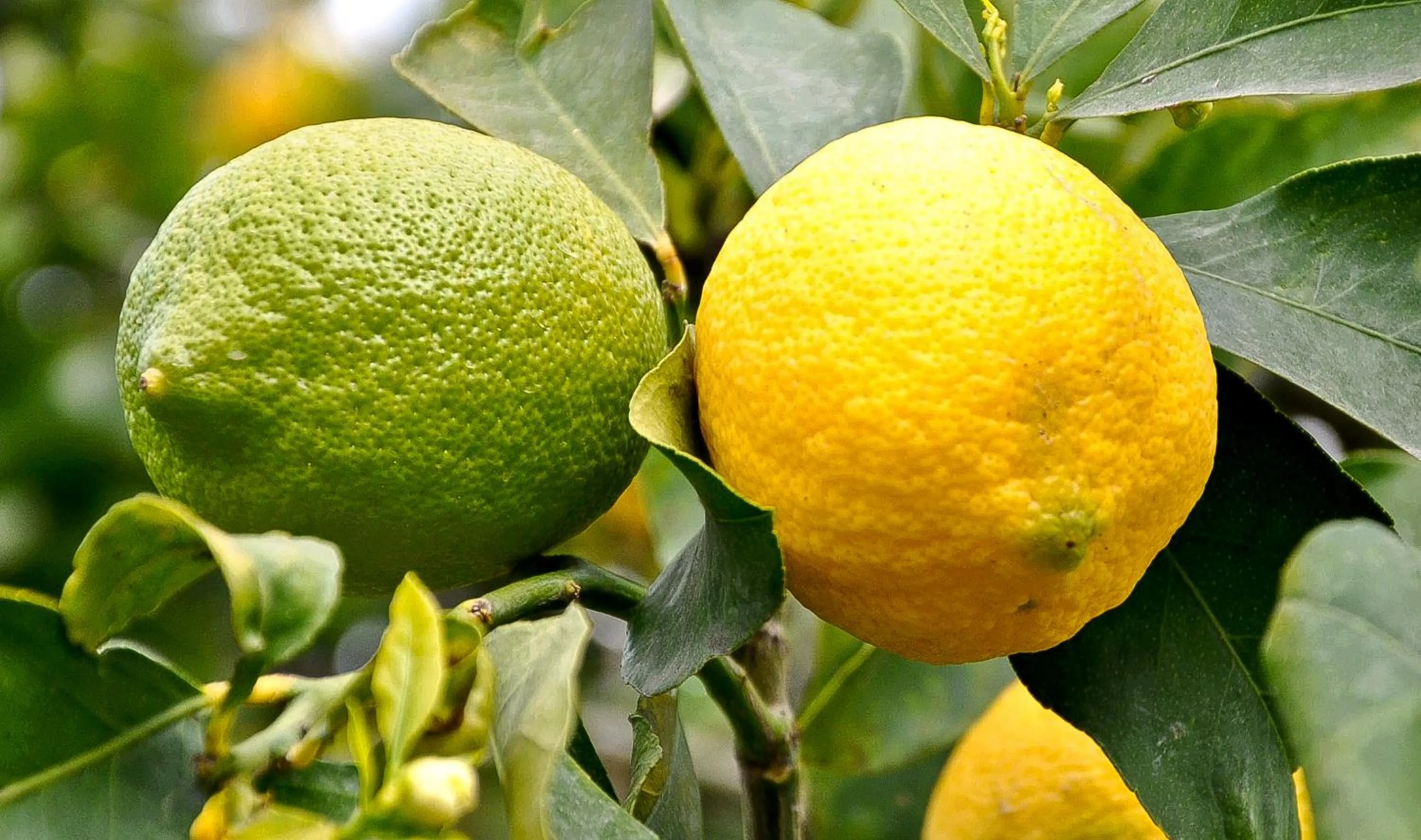 Other in La Terra Del Mezzo