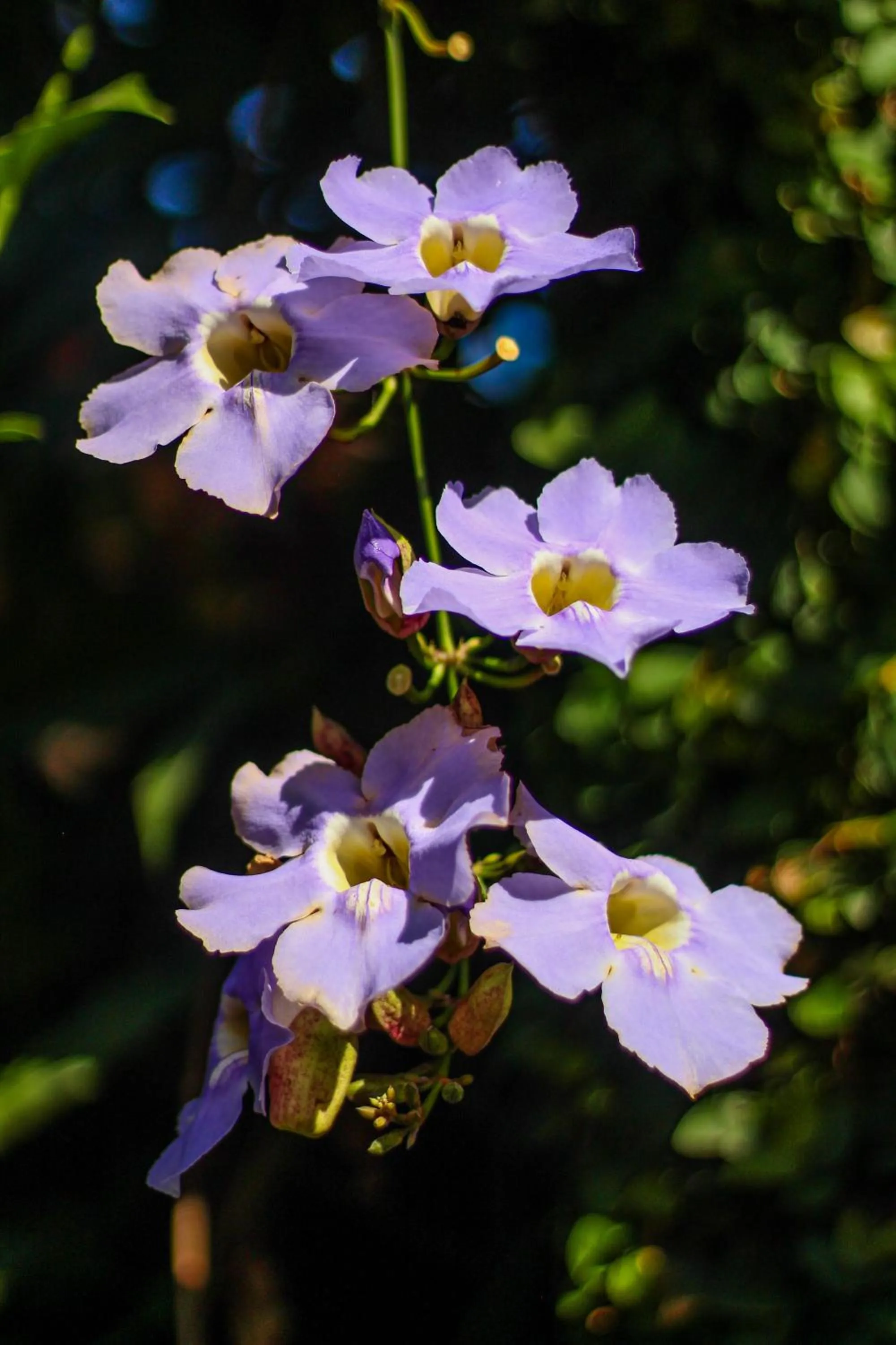 Garden in Pousada Tropicana