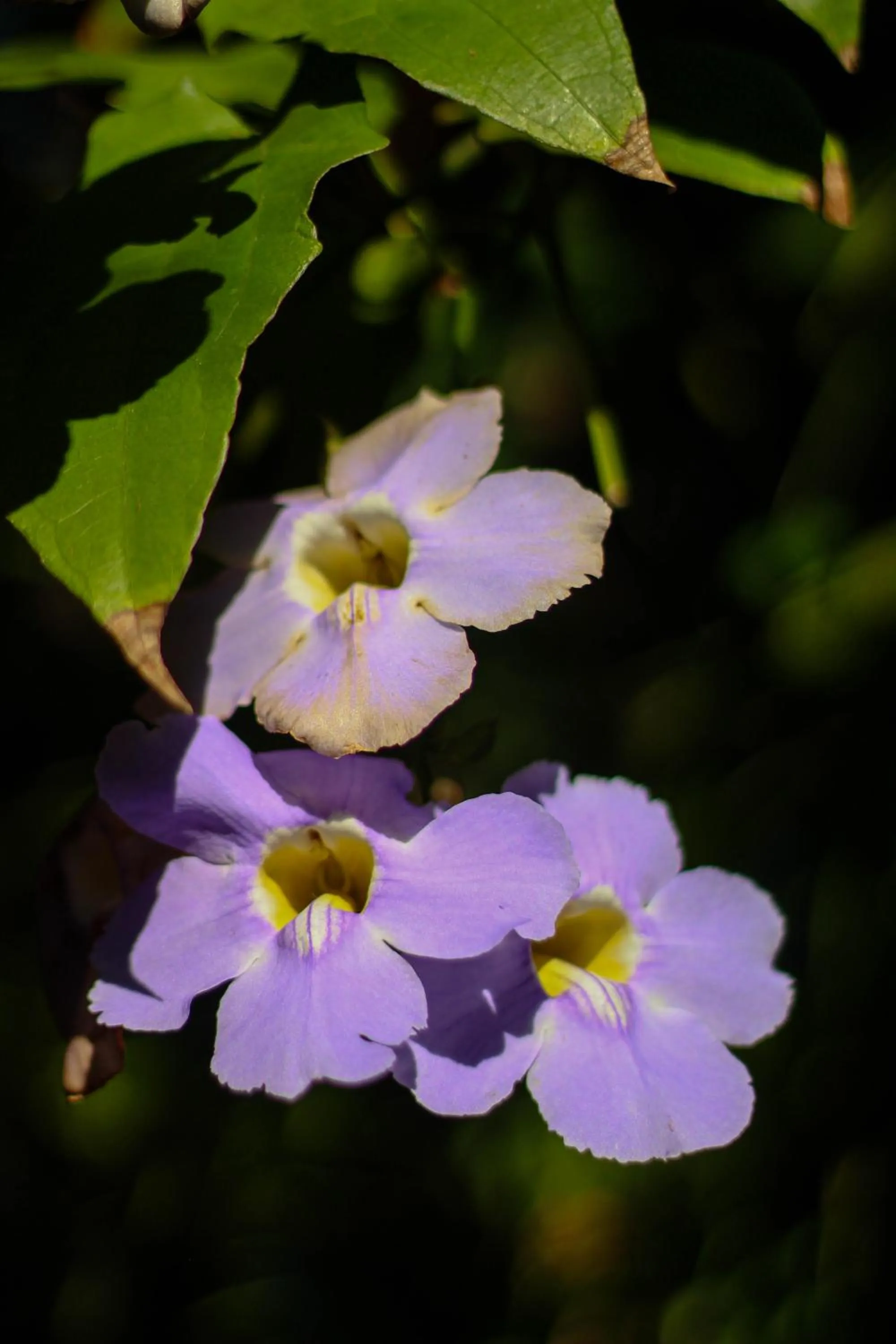 Spring in Pousada Tropicana