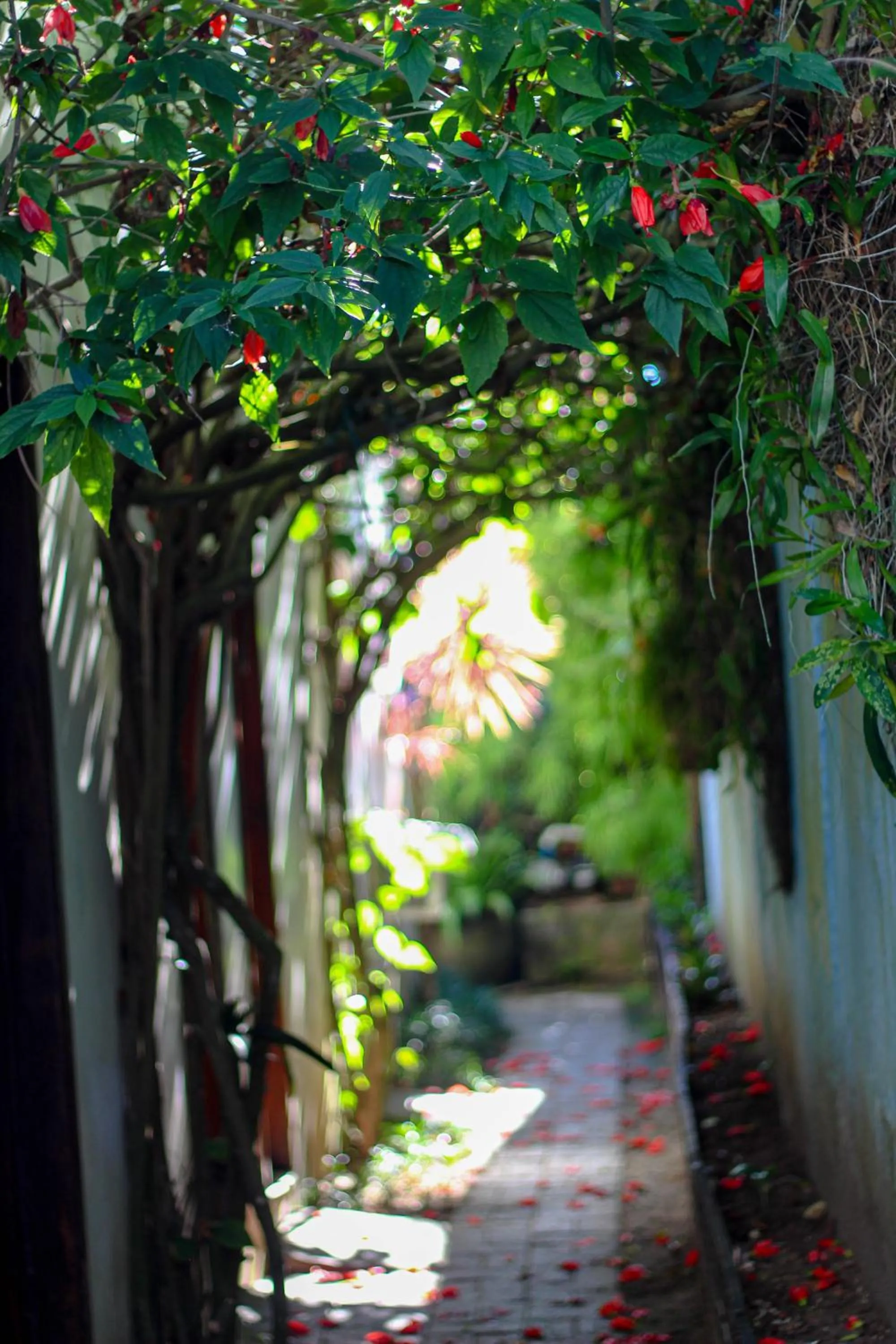 Garden in Pousada Tropicana