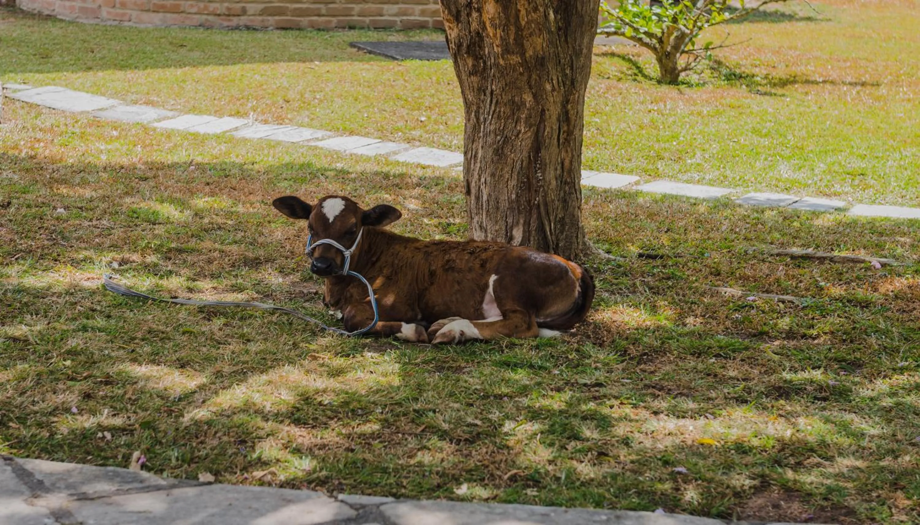 Animals in Hotel Casa Grande Gravatá