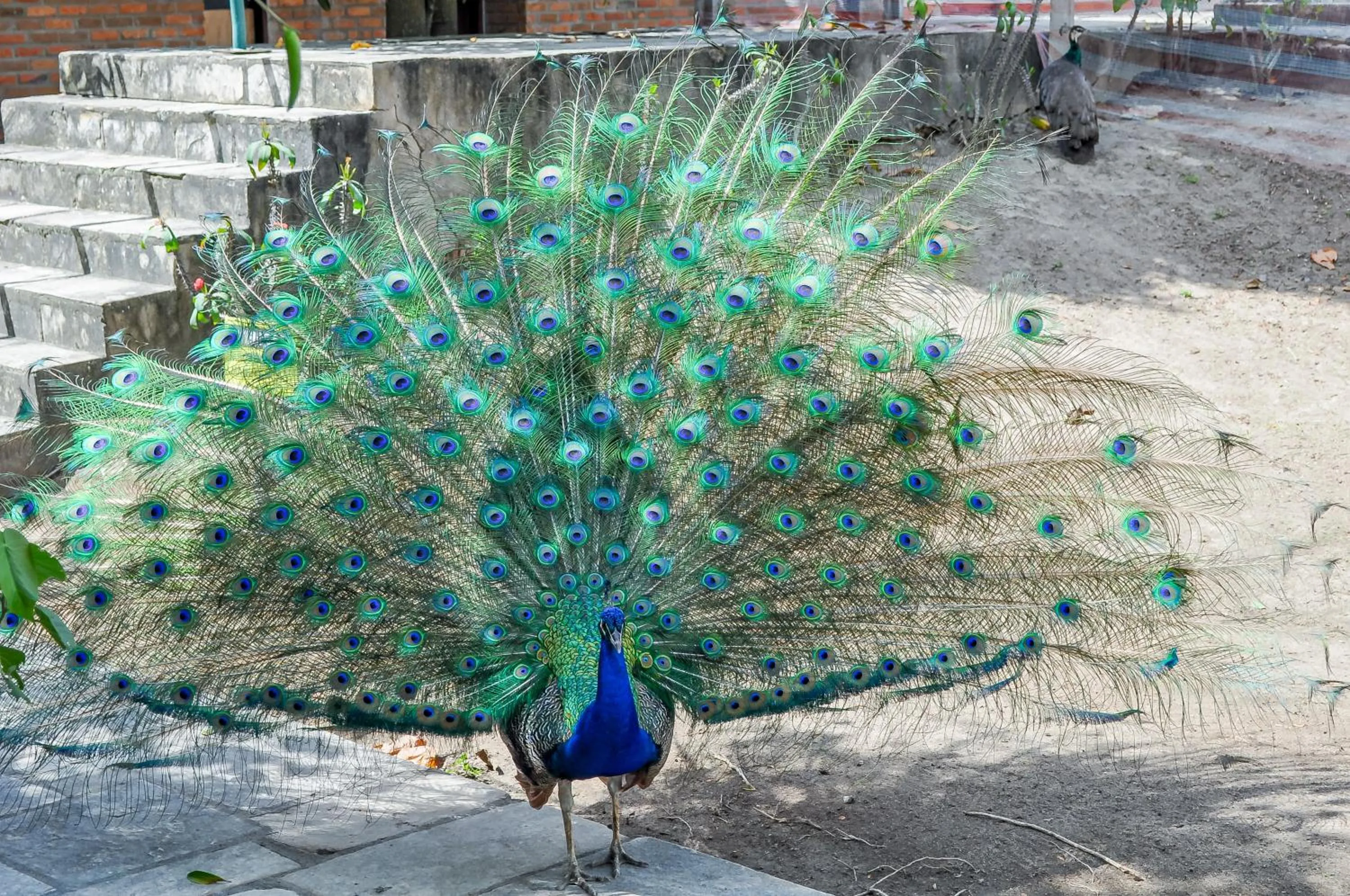 Animals in Hotel Casa Grande Gravatá