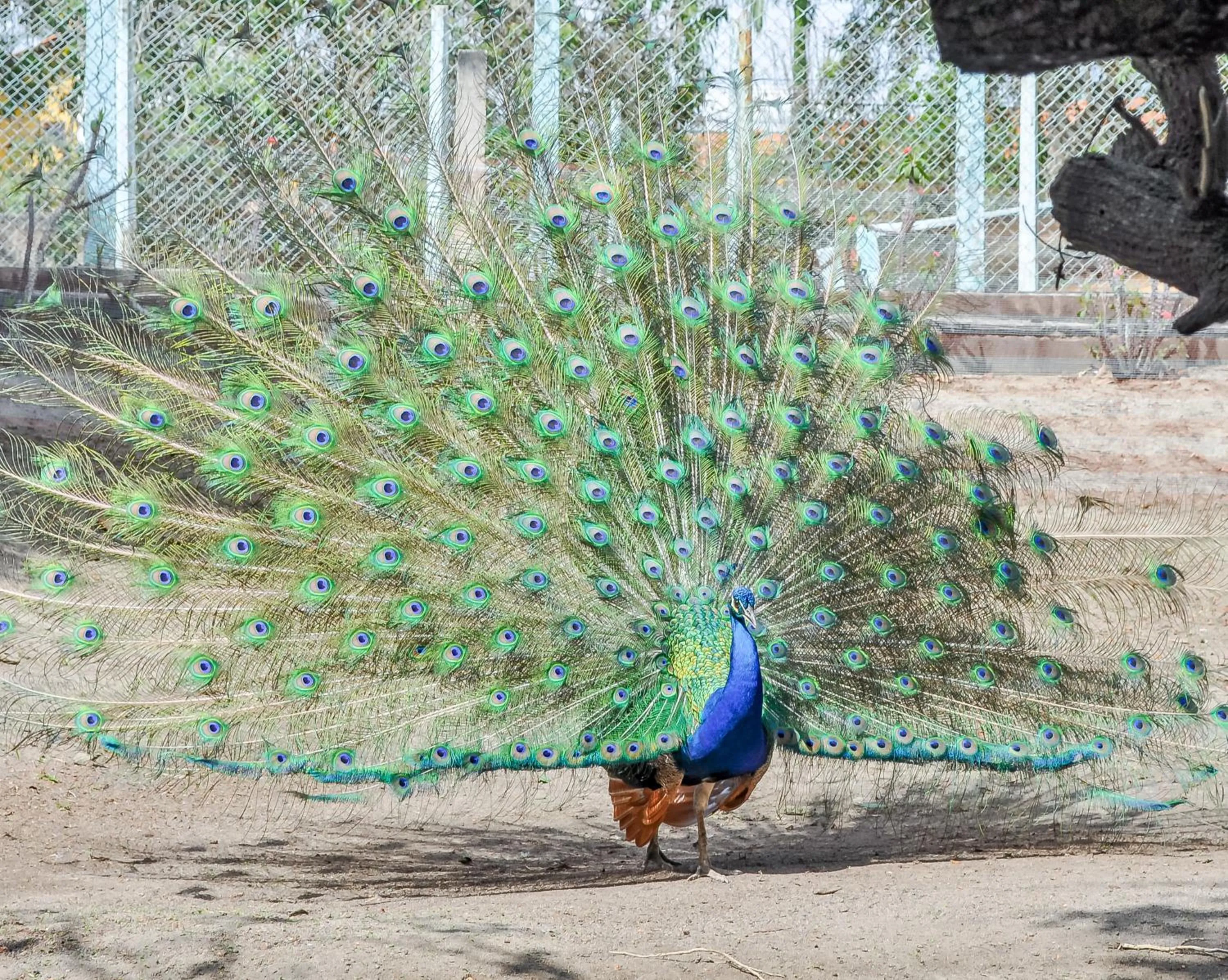 Animals in Hotel Casa Grande Gravatá