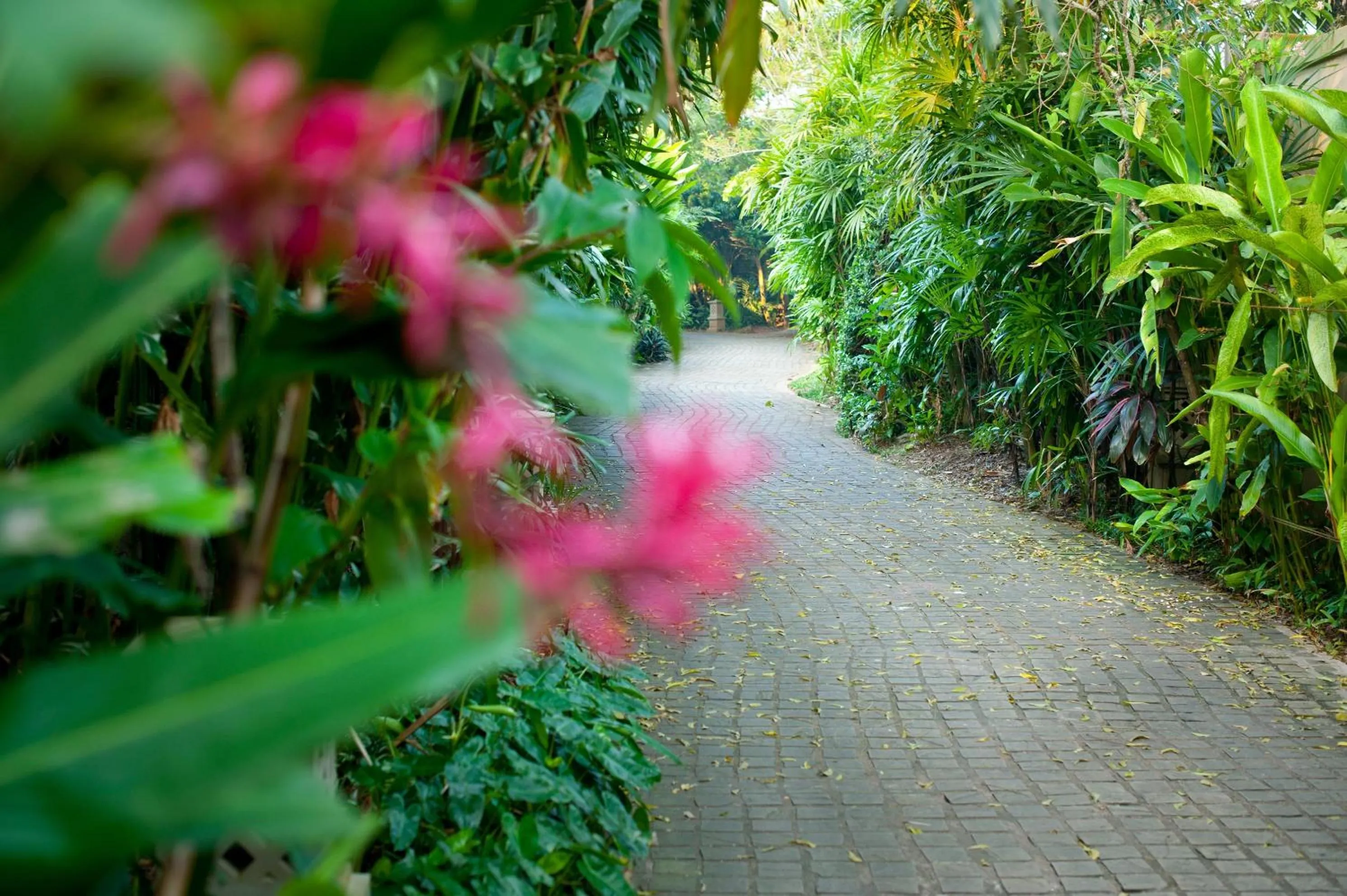 Garden view in Reef Villa