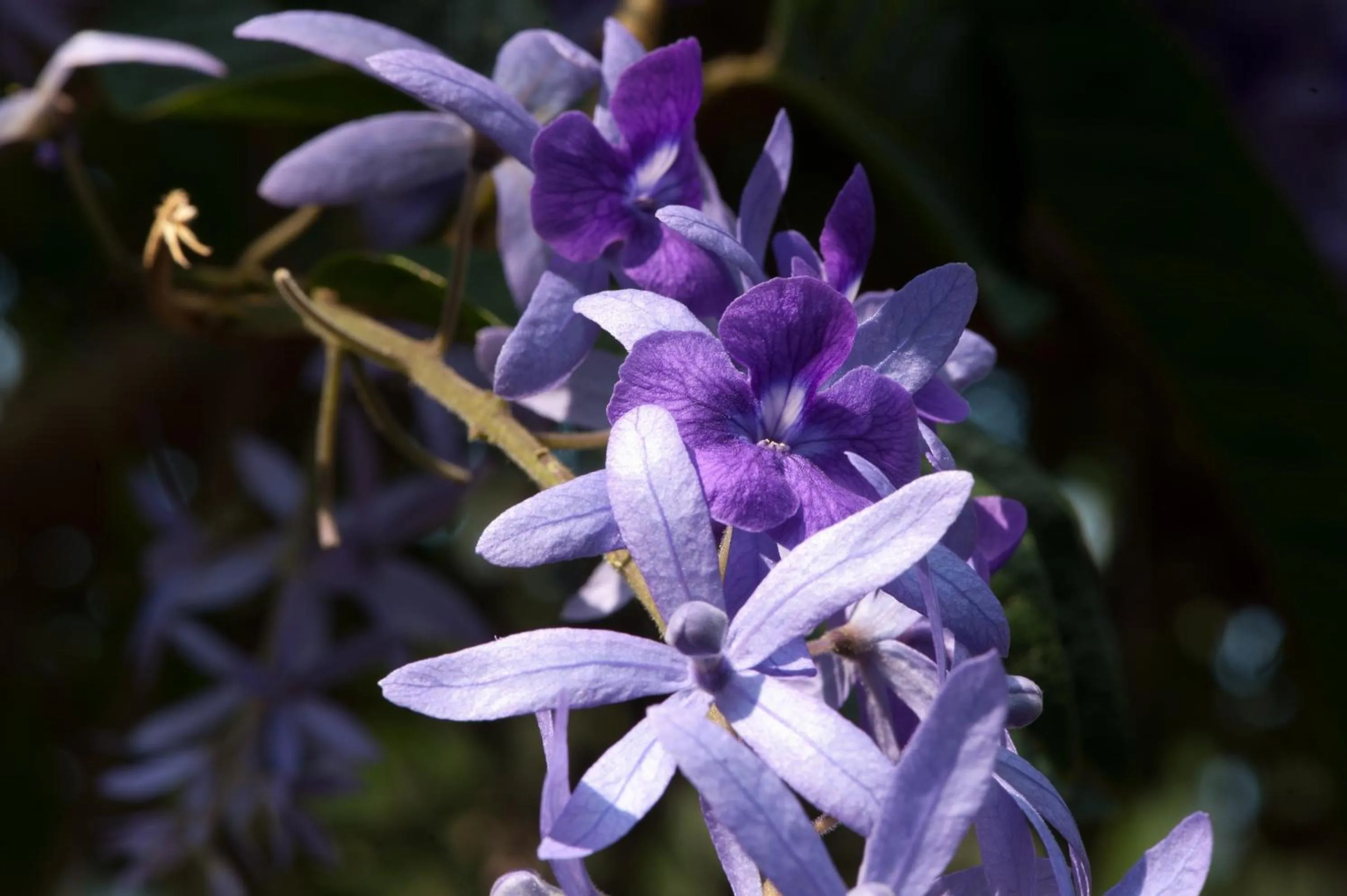 Garden in Reef Villa