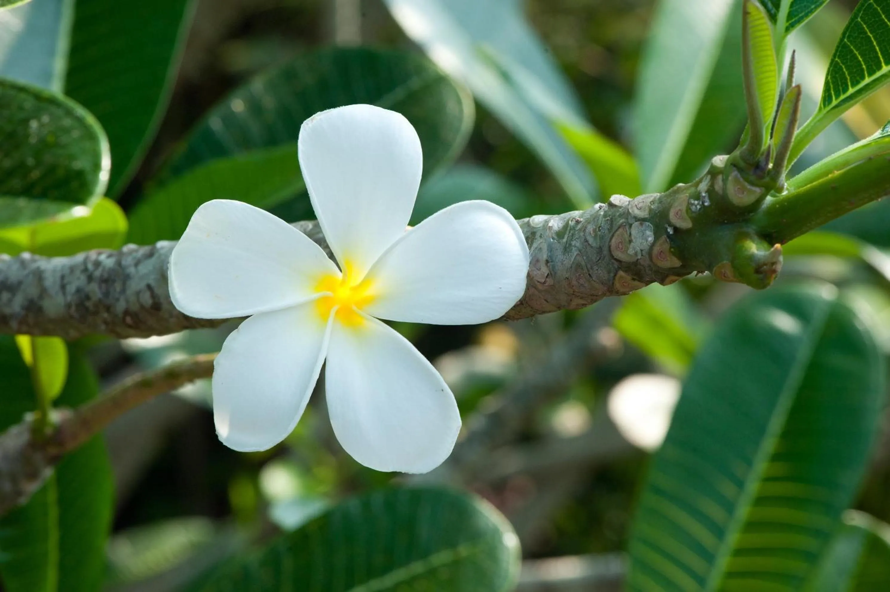 Garden in Reef Villa