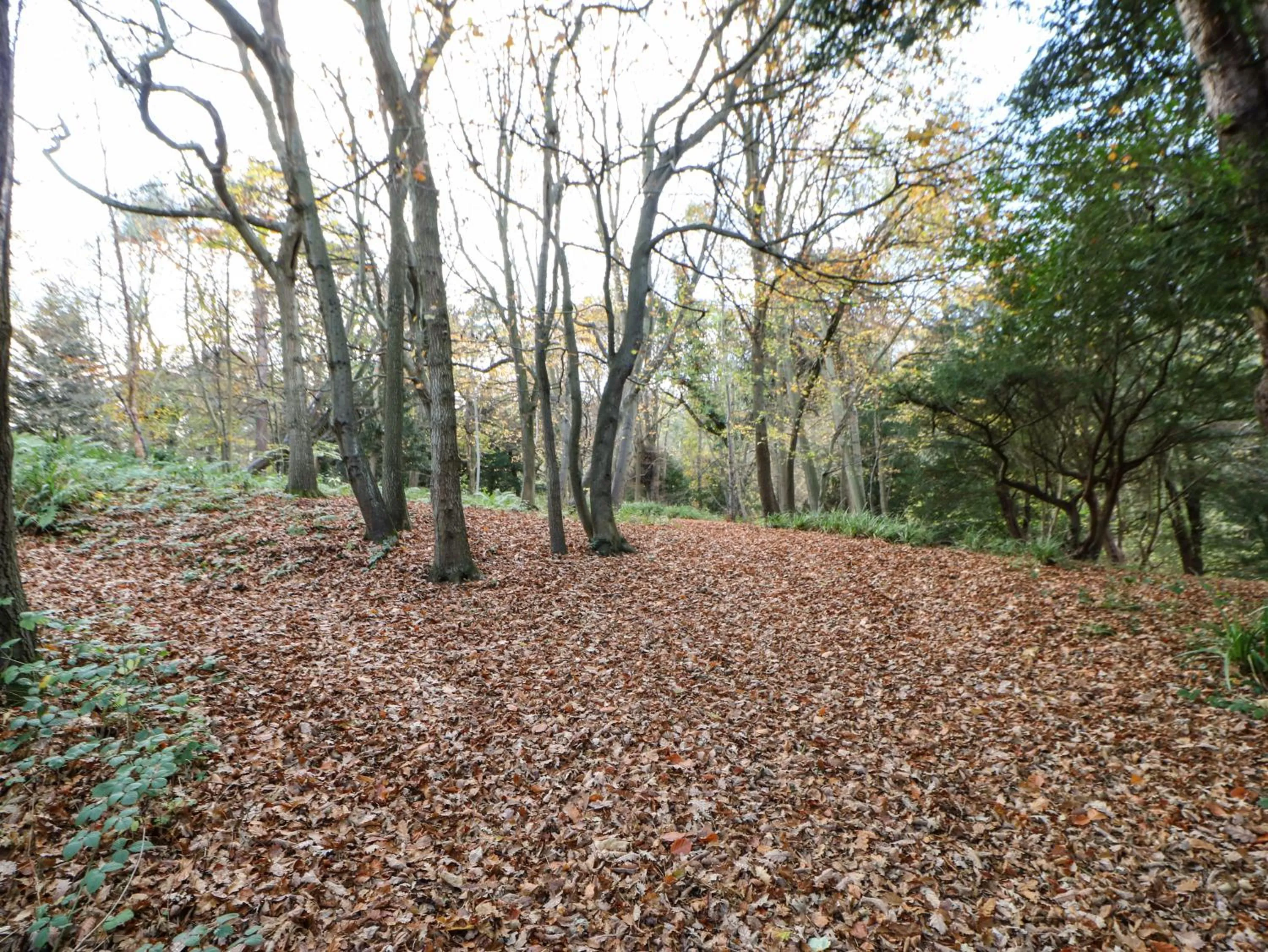 Primrose Lodge