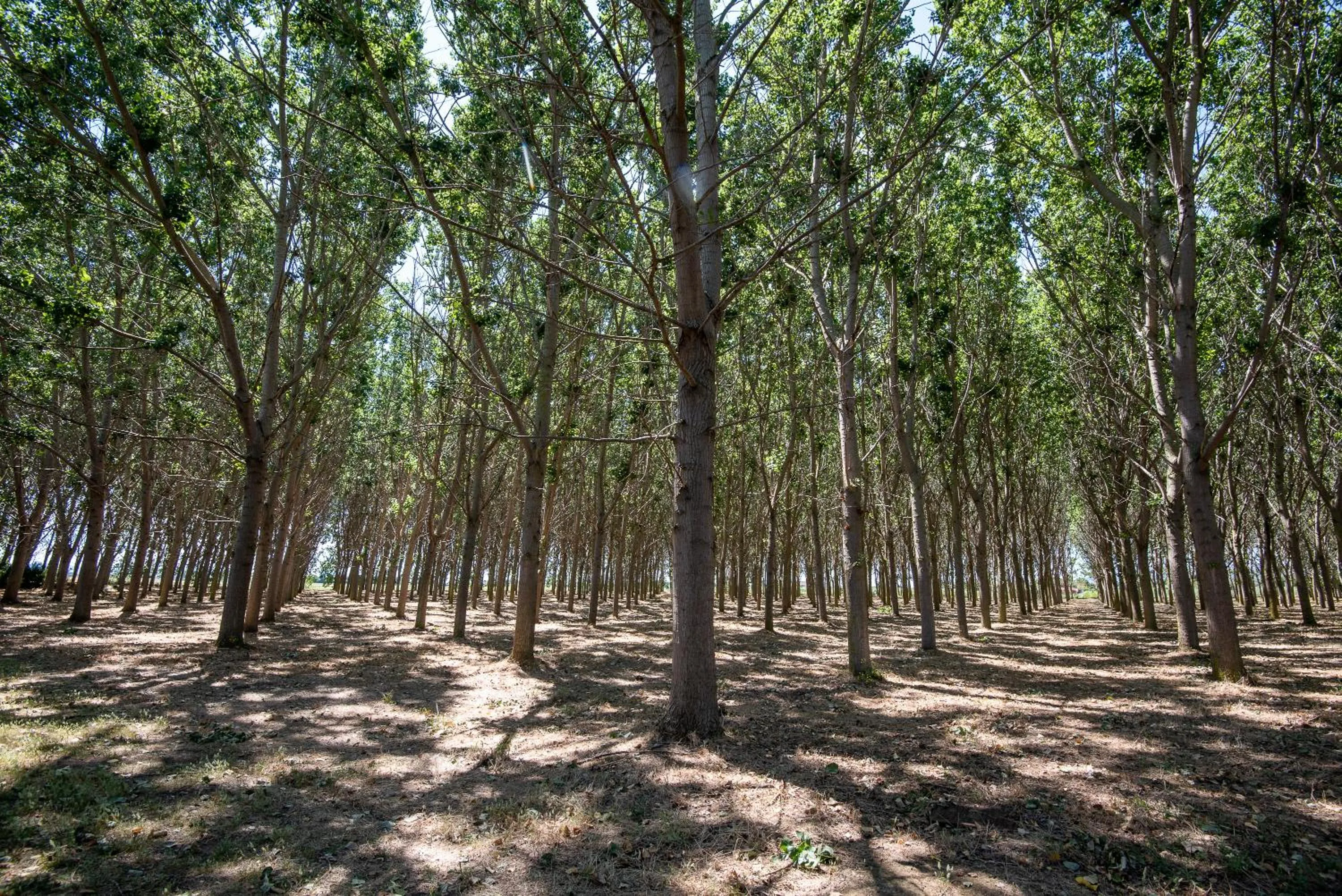 Garden in Ghiacci Vecchi Residence