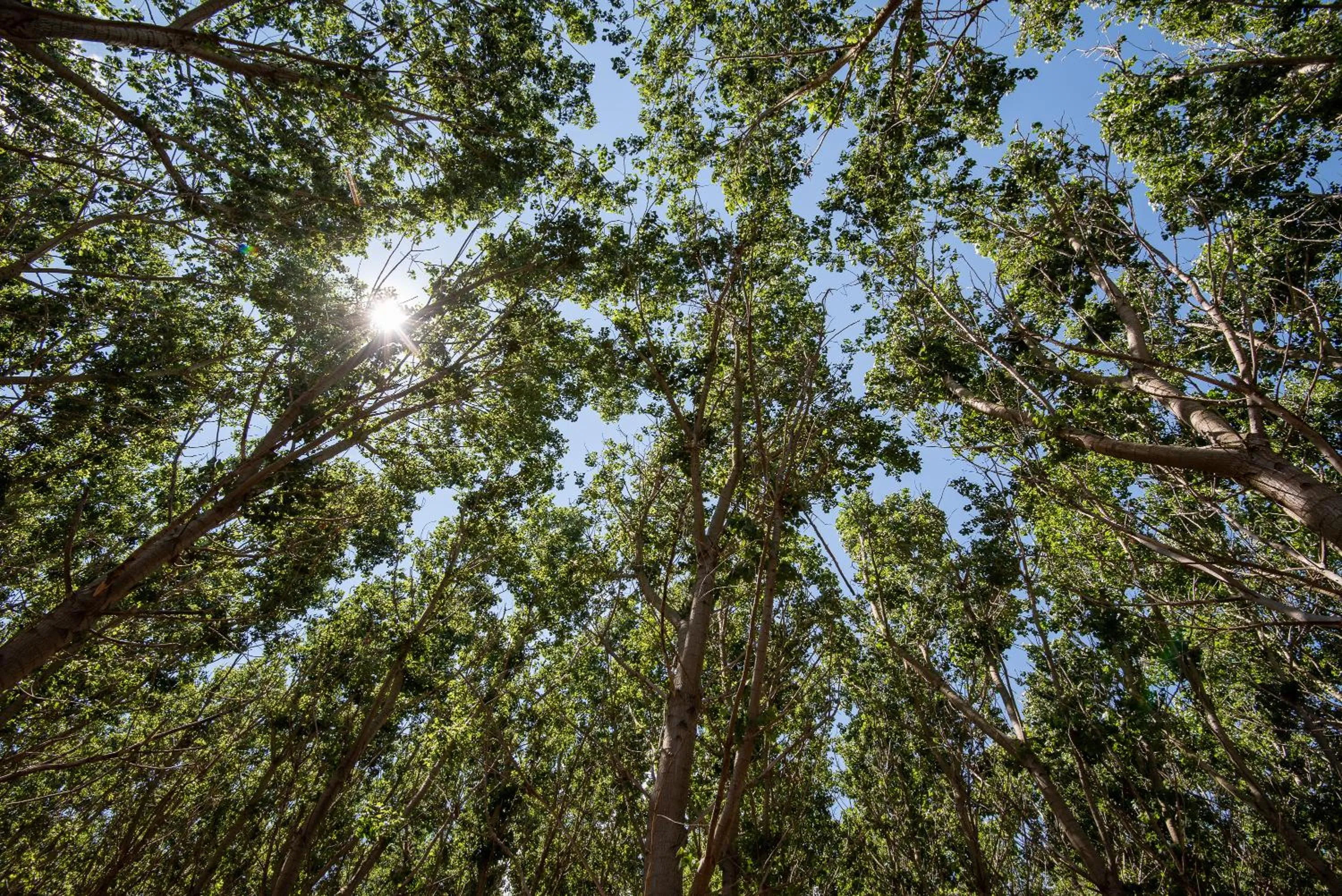 Garden in Ghiacci Vecchi Residence