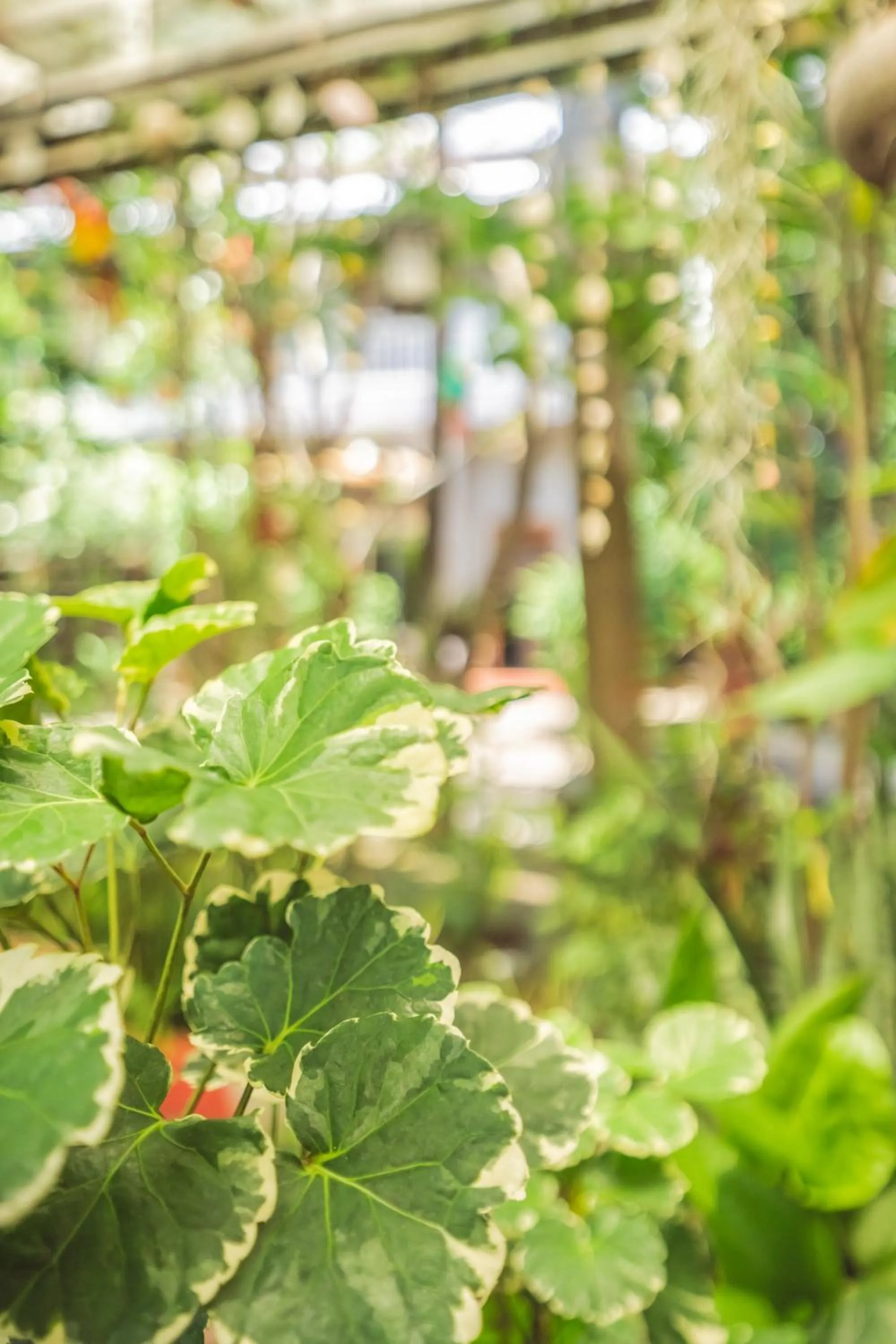 Garden in Sanssouci Kep