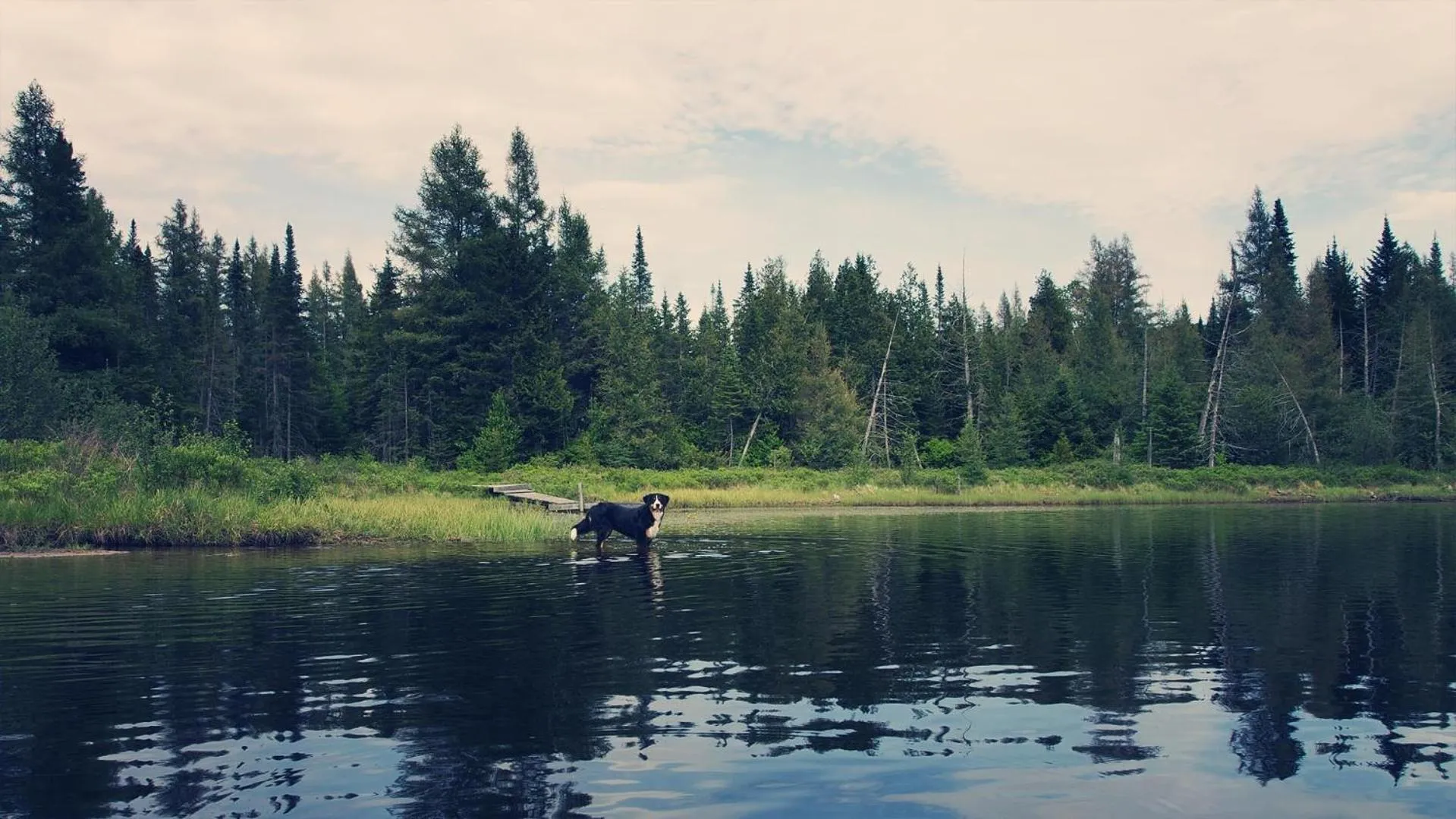 Pets in Domaine Summum