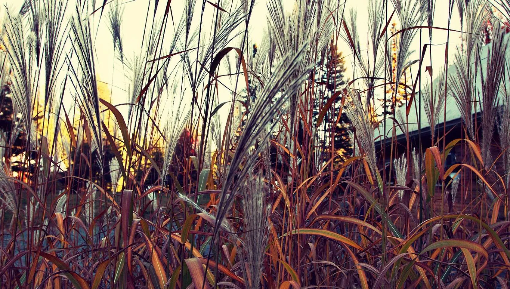 Day in Domaine Summum